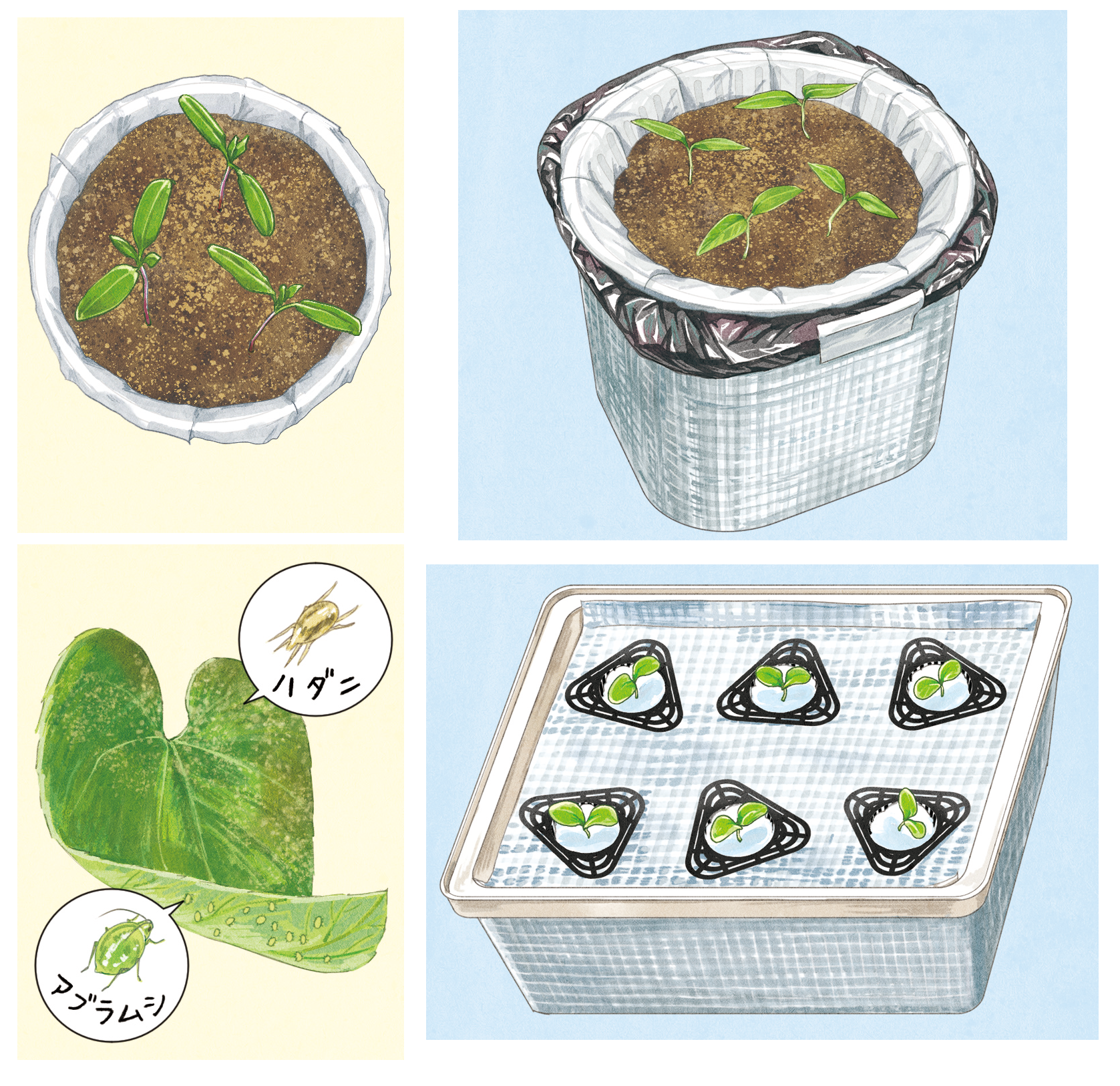 情報誌「めりぃさん」vol.31（2025.6.10発行)　掲載