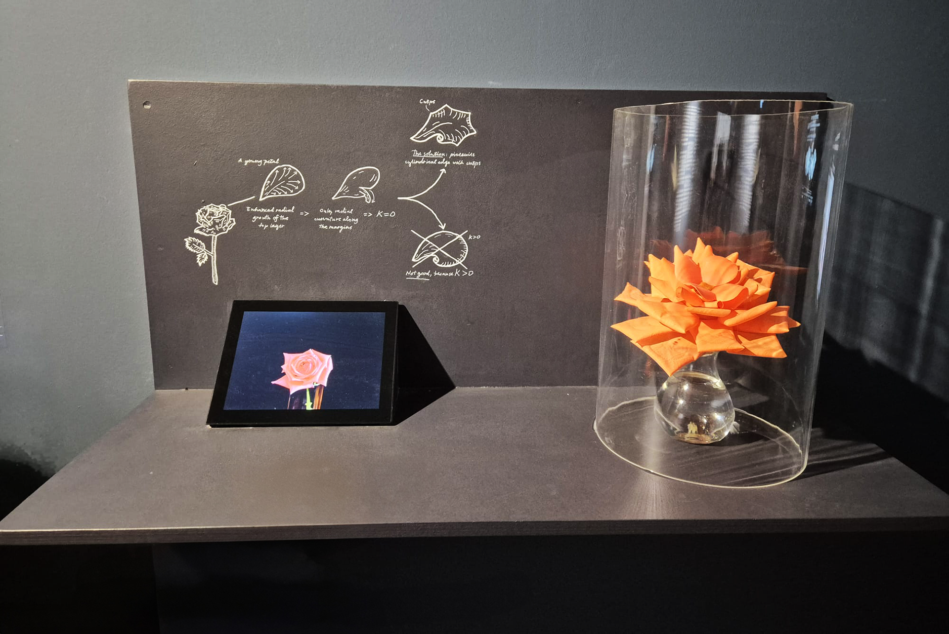 Rose Folding Mechanism, Acrylic, Photo by: Amit Levy Exhibit by: Eran Sharon & Yafei Zhang