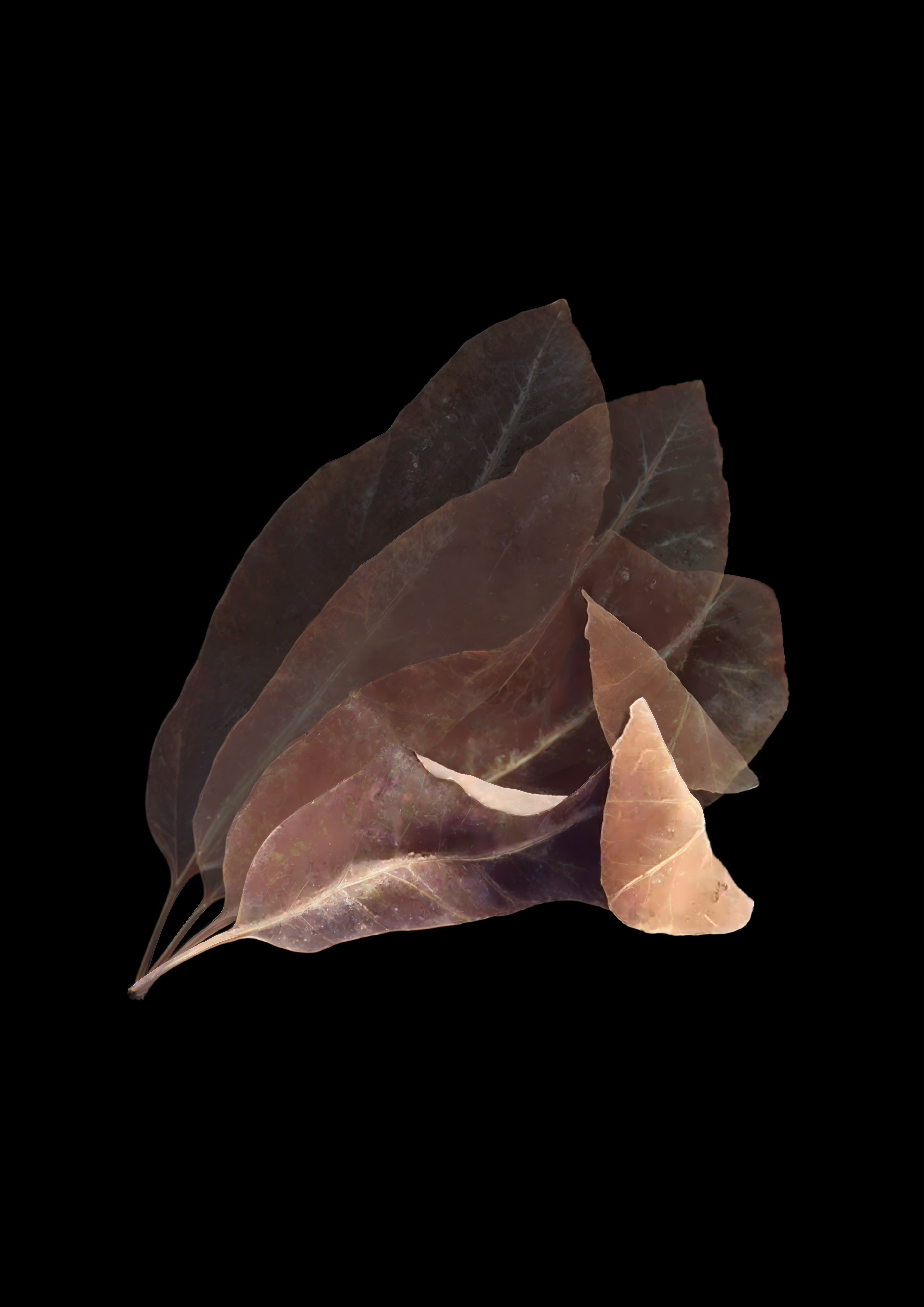 Based on Video Footage by: Avigail Reich Drying Leaf, A0 Print