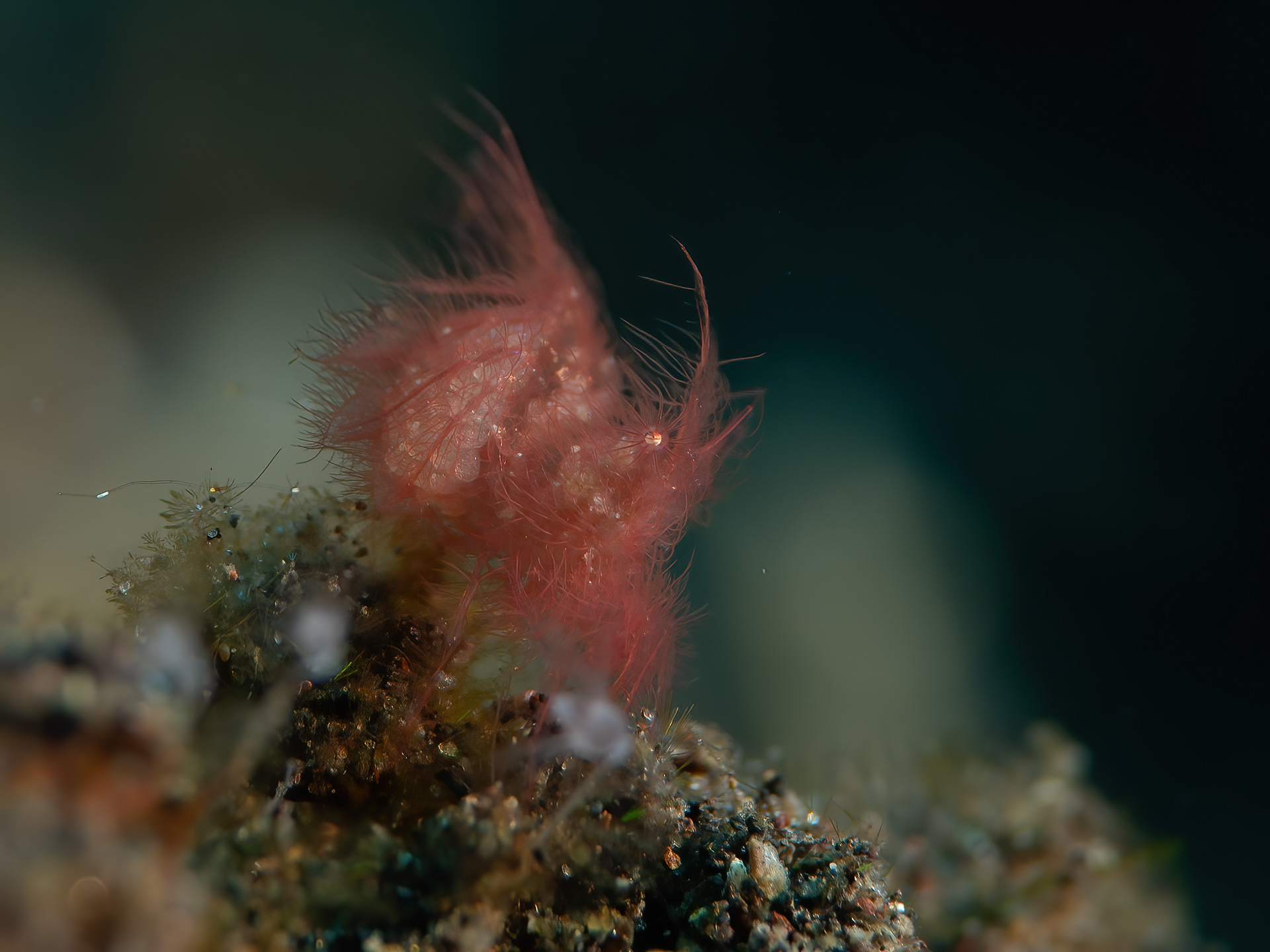 Hairy Shrimp