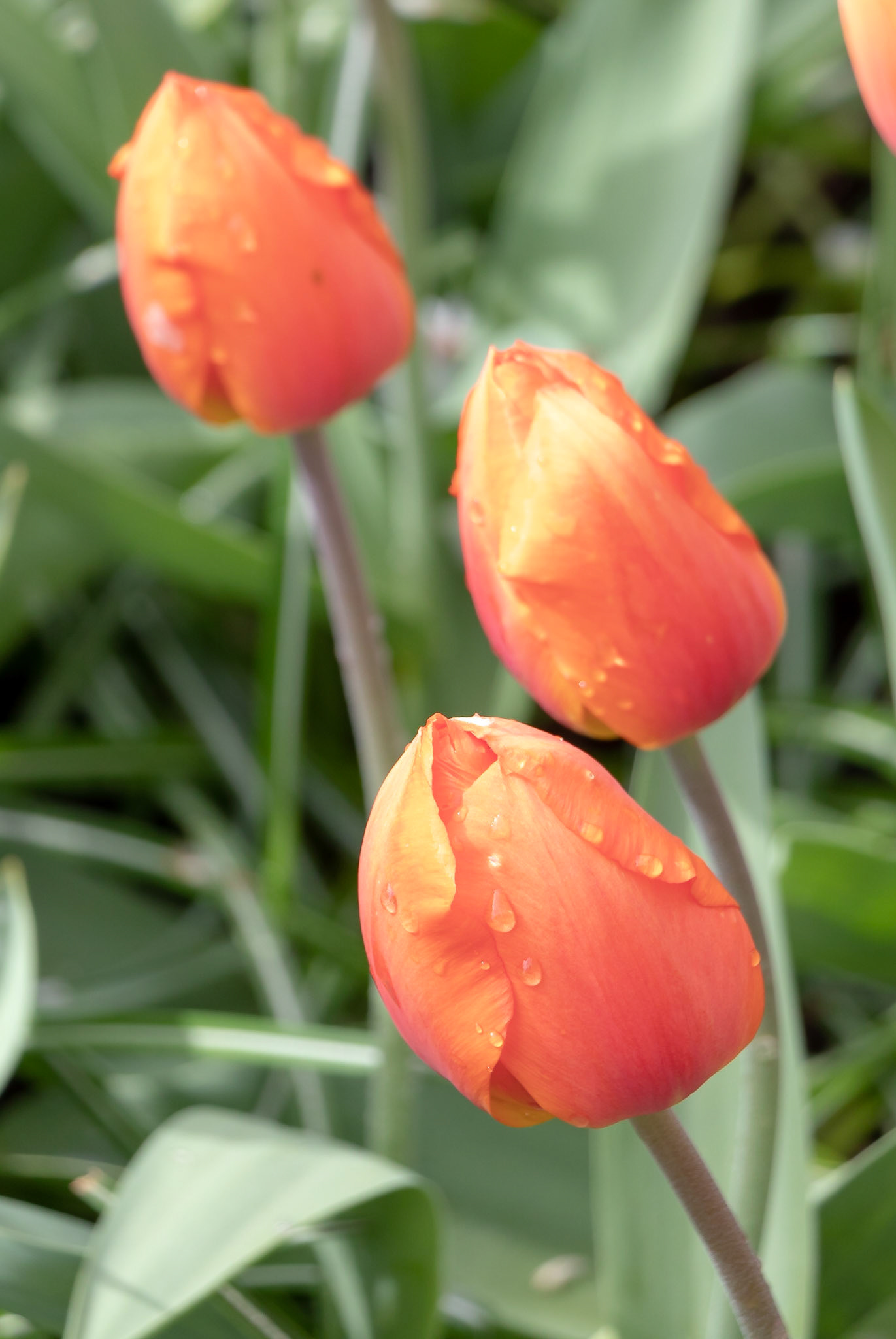 Keukenhof, Netherlands, 2018