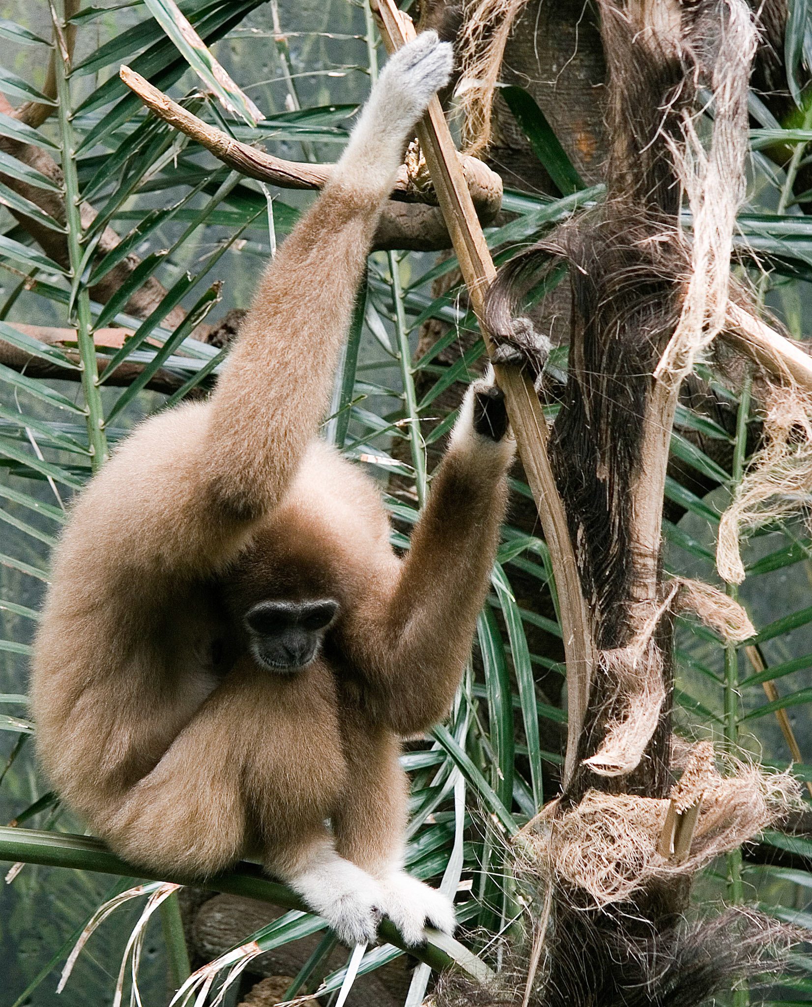 Henry Doorly Zoo, Omaha, 2006