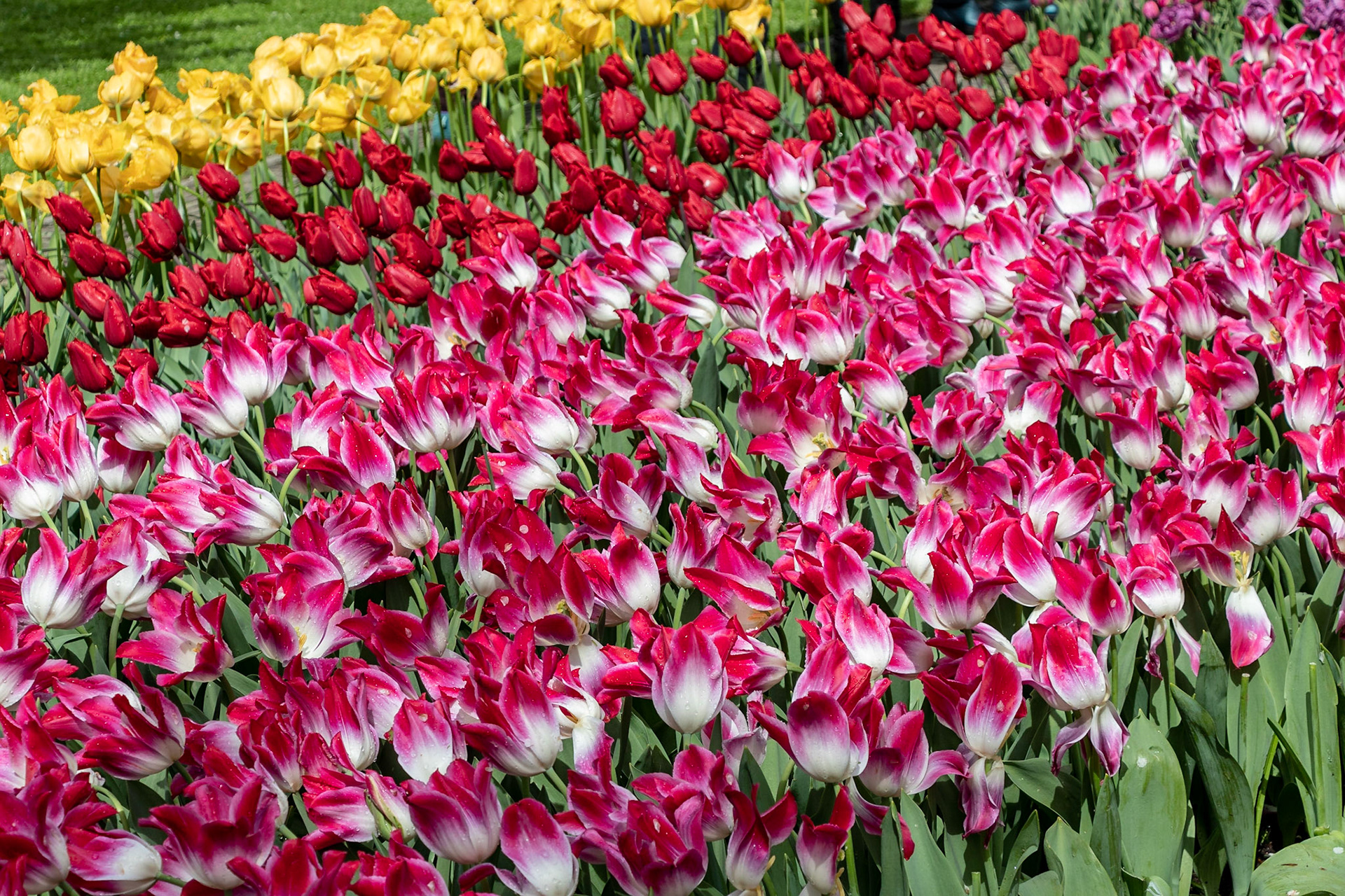 Keukenhof, Netherlands, 2018
