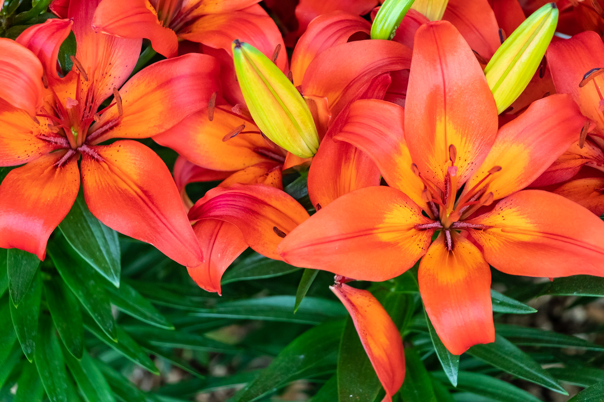 Keukenhof, Netherlands, 2018