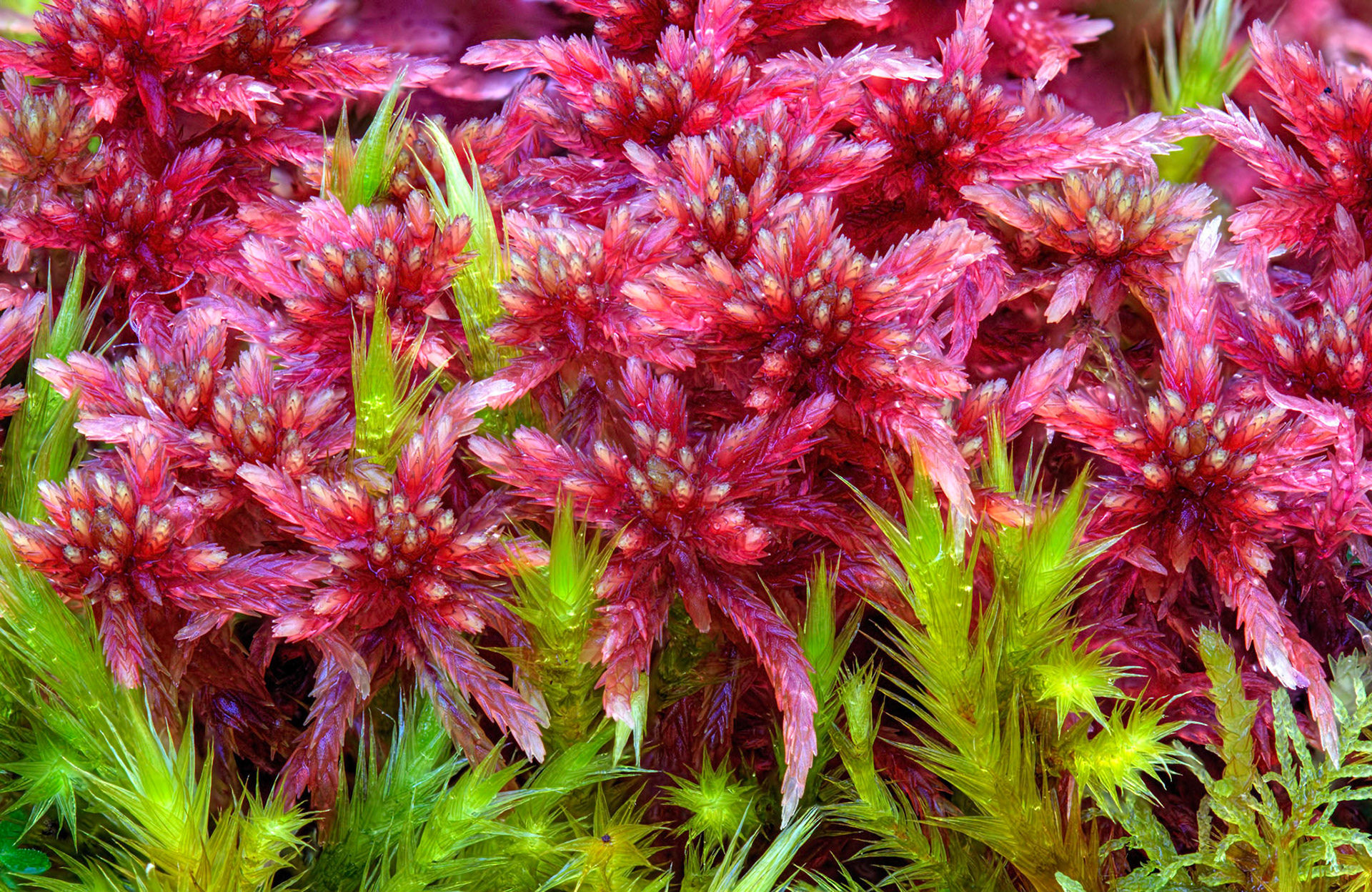 Sphagnum warnstorfii (Sphagnaceae) and Tomentypnum nitens (Brachytheciaceae), Medwyn Mains Moss, Peebleshire, Scotland, UK. 10 October 2012.