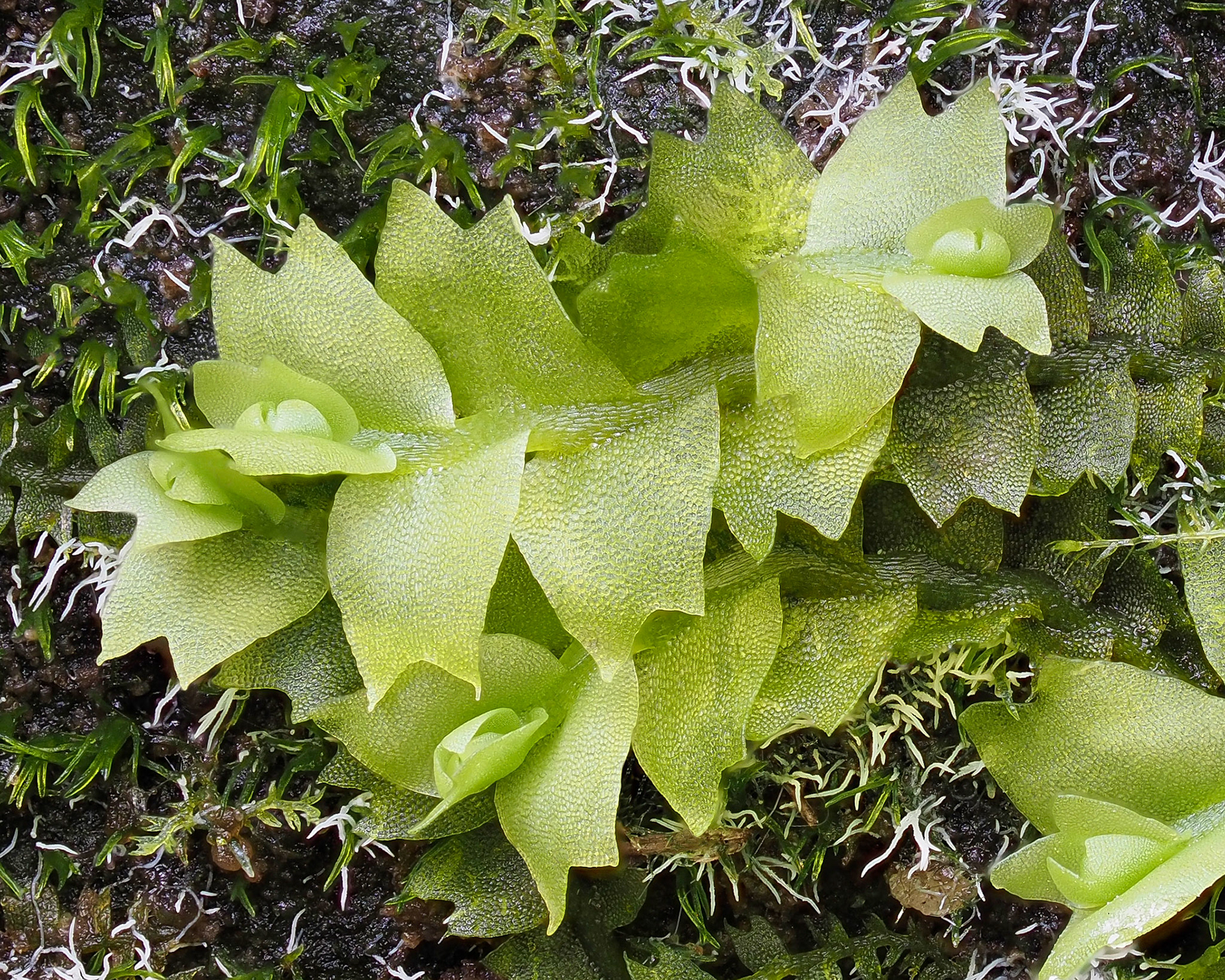 Geocalyx graveolens (Geocalycaceae), on shaded limestone cliff face in temperate coniferous forest, near Moresby Camp, Haida Gwaii, British Columbia, Canada. 53.0474°N, 132.0294°W. 15m. 28 May 2023. With Cephalozia bicuspidata and Seligeria donniana.