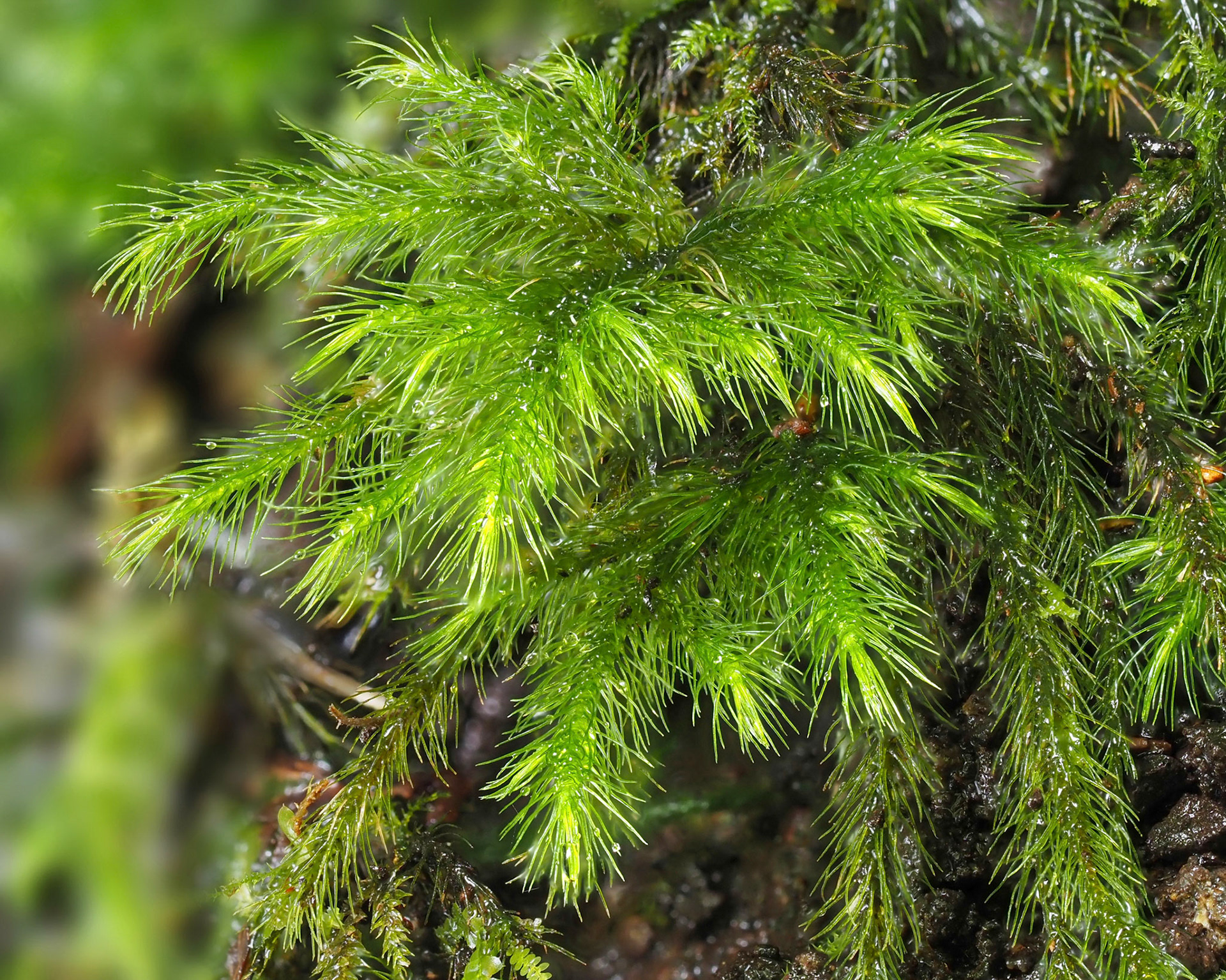 Echinodium setigerum (Echinodiaceae) on shaded rock outcrop in subtropical laurel forest, Ribeira da Janela, Madeira