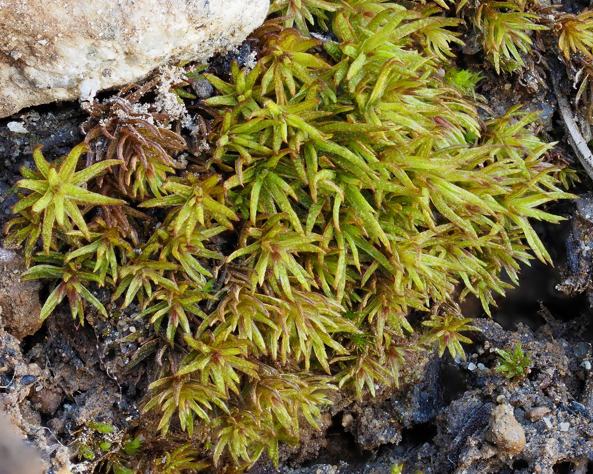 Oligotrichum aligerum (Polytrichaceae), on soil bank beside track in temperature coniferous woodland, Mount Habrich, British Columbia, Canada. 49.6711°N, 123.1295°W. 880m. 13 May 2023.