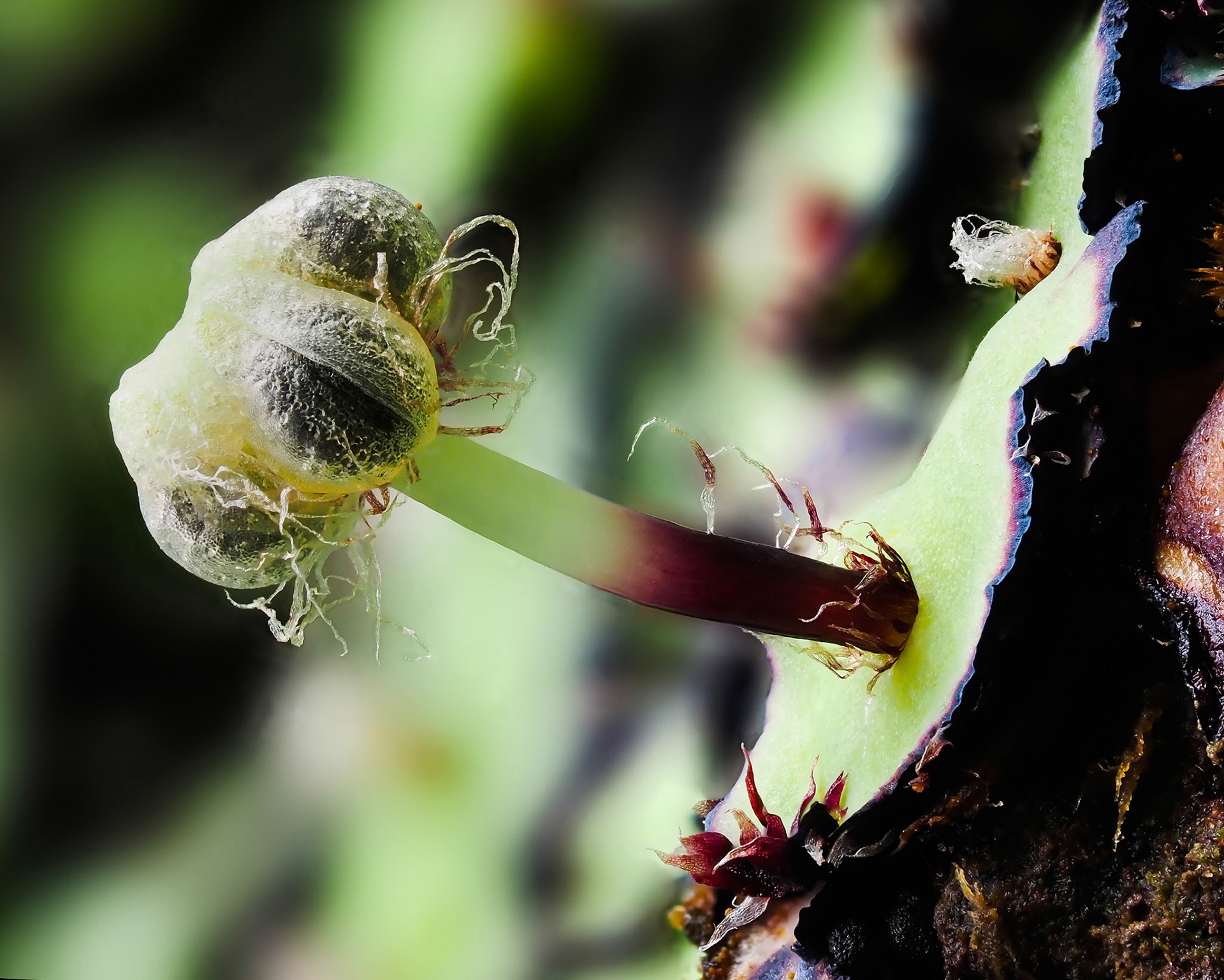 Plagiochasma rupestre (Aytoniaceae) on rock wall at edge of subtropical laurel forest, Ribeira da Janela, Madeira