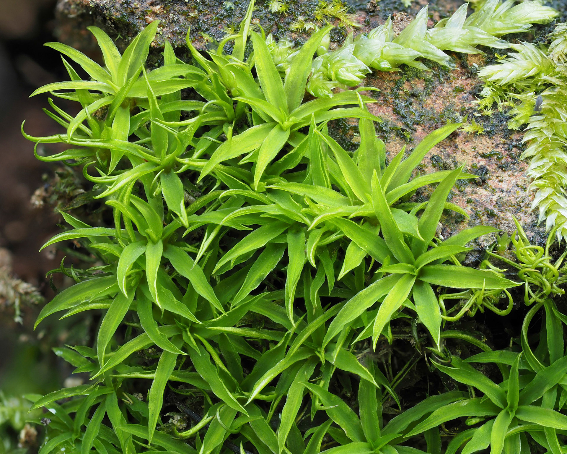 Timmiella crassinervis (Timmiellaceae), on soil bank beside path in temperate coniferous forest, Mill Hill Regional Park, Vancouver Island, British Columbia, Canada. 48.4541°N, 123.4818°W. 130m. 14 May 2023.