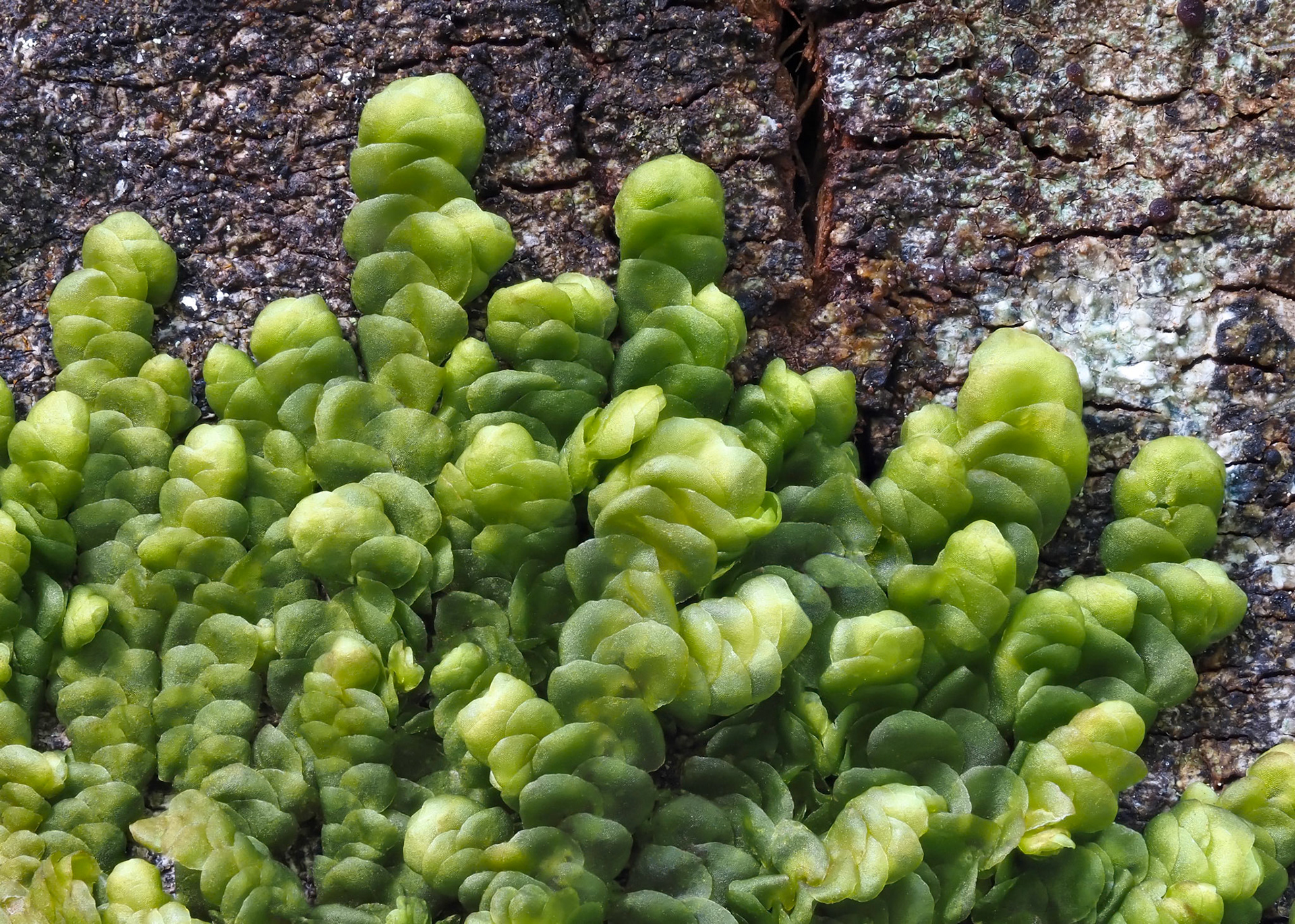 Frullania ecklonii (Spreng.) Gottsche (Frullaniaceae). On trunk of mature tree in Valdivian temperate forest, Parque La Isla Salto La Olla, Los Ríos, Chile. Alt: 200m. Lat: -40.6406, Lon: -72.6506. 15 January 2024.