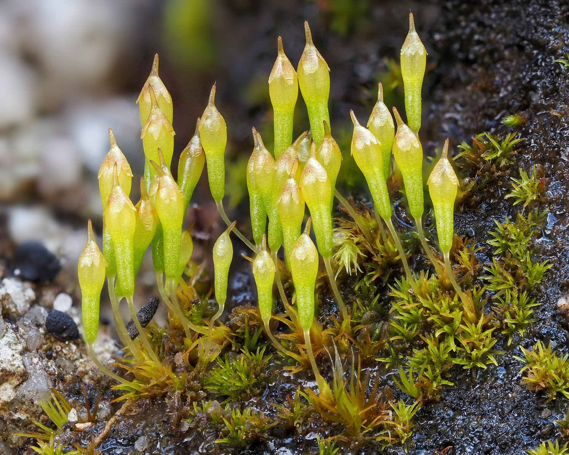 Trematodon pillansii (Bruchiaceae) on thin soil over rock in fynbos, Panorama Trail, Jonkershoek Nature Reserve, Western Cape, South Africa. 980m. 30 September 2022.