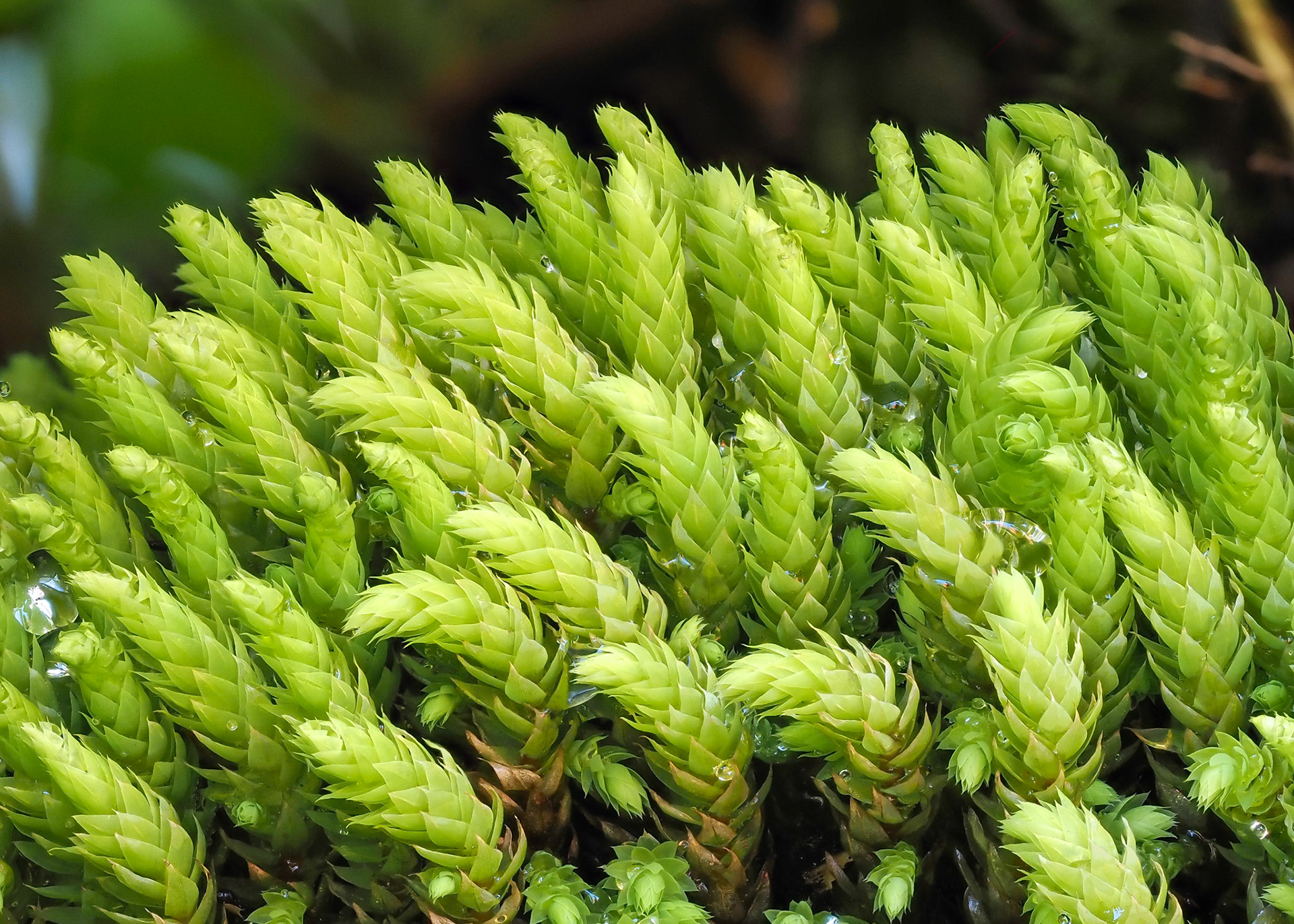 Philonotis vagans (Hook. f. and Wilson) Mitt. (Bartramiaceae). Rockface beside cascade in stream in Valdivian temperate forest, Lago Quilleihue, near, Parque Nacional Villarrica, Araucanía, Chile. Alt: 1150m. Lat: -39.5686, Lon: -71.5171. 18 January 2024.