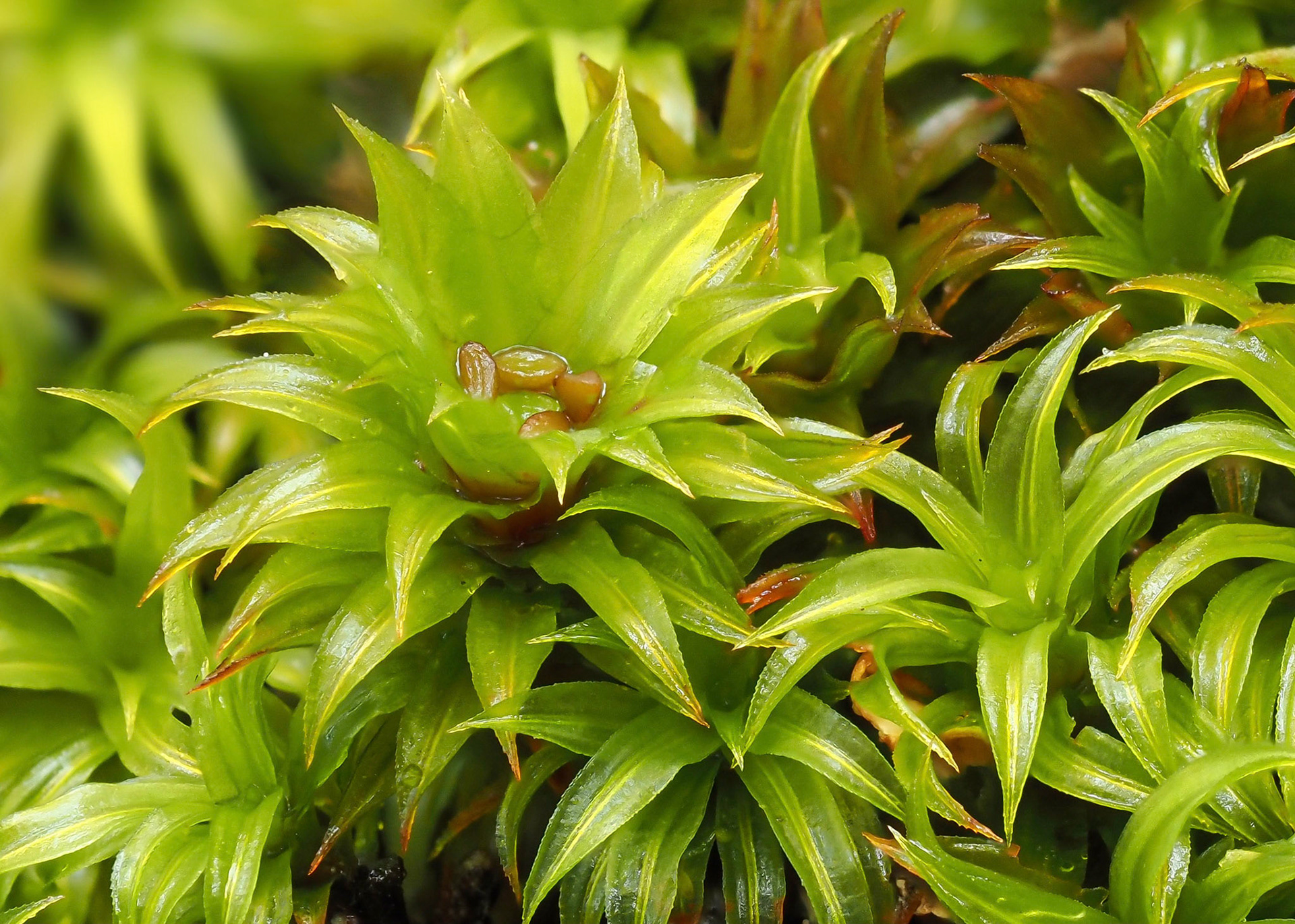 Alophosia azorica (Polytrichaceae) on shaded boulder in subtropical laurel forest, Fanal, Madeira. 32.8102°N, 17.1361°W. 1150 m. 27 May 2021.