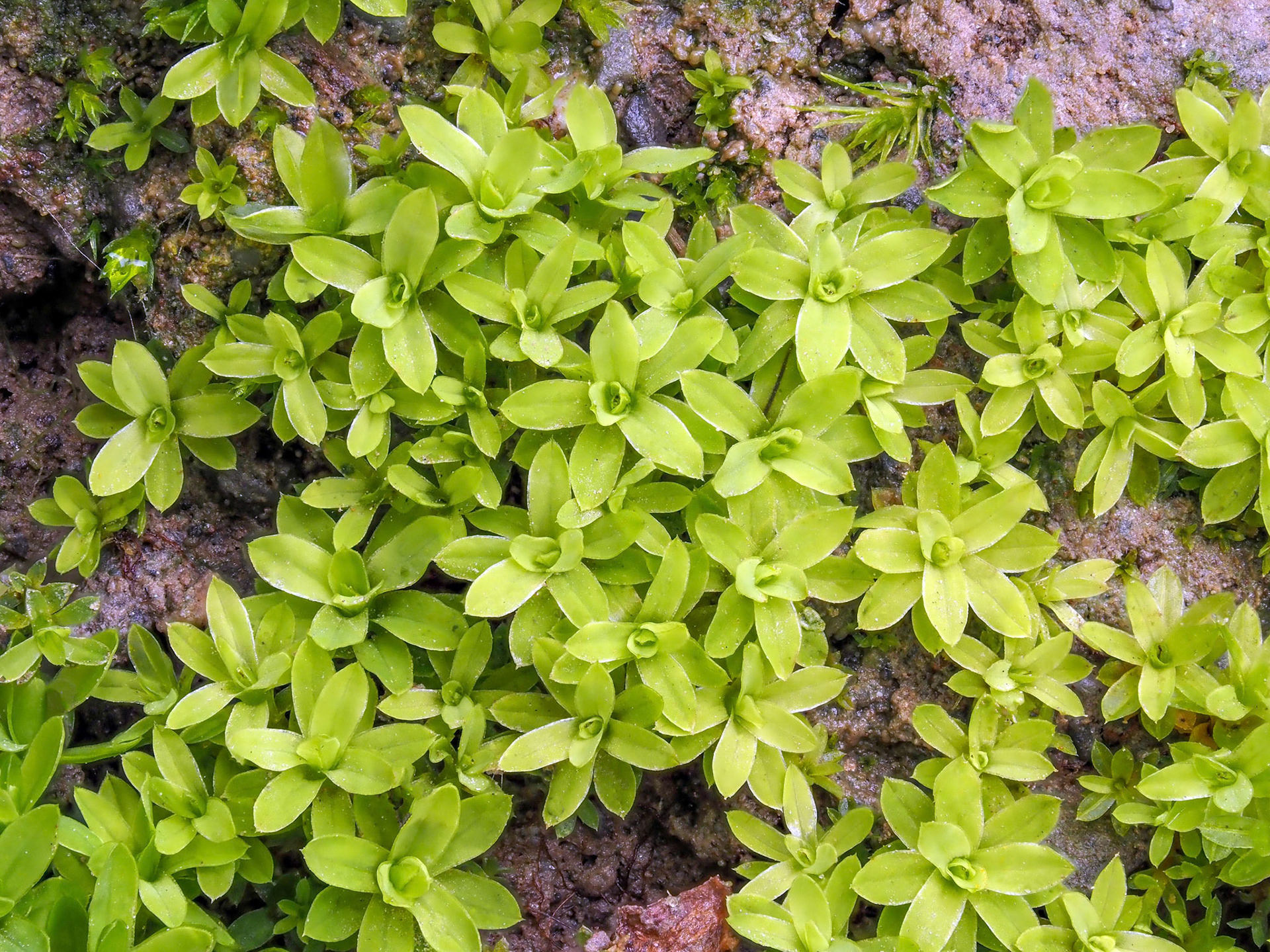Hennediella stanfordensis (Pottiaceae), on eroding bank of river, River Camlad, Montgomeryshire, Wales. 10 November 2021.