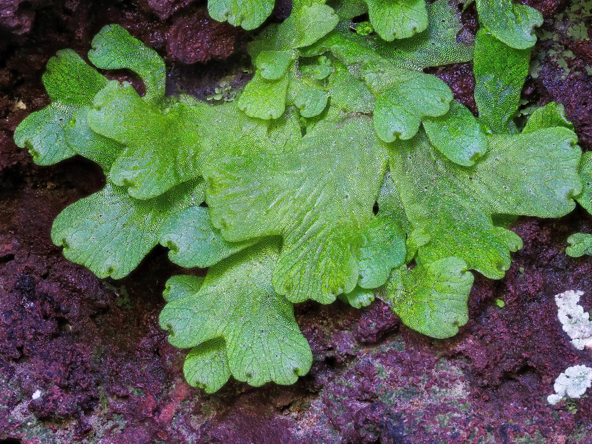Cyathodium cavernarum (Cyathodiaceae), on rock at mouth of low lava cave beside river (155 m), Langevin, La Réunion. 25 April 2022.