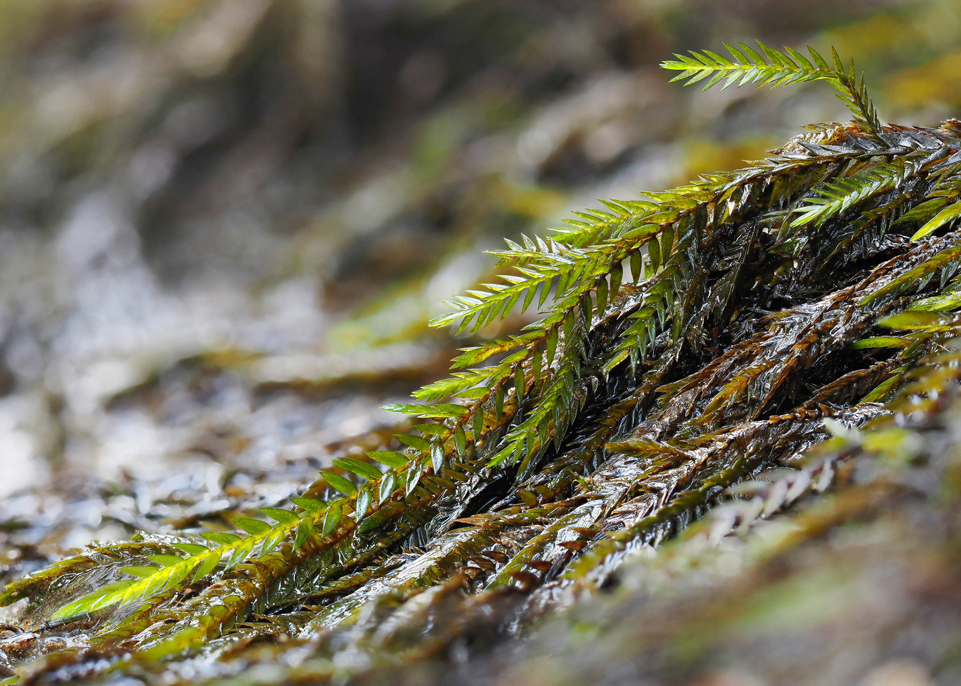 Fontinalis neomexicana (Fontinalaceae), on bedrock in stream in temperate coniferous forest, Dover Creek, Haida Gwaii, British Columbia, Canada. 53.2297°N, 131.8733°W. 20m. 28 May 2023.