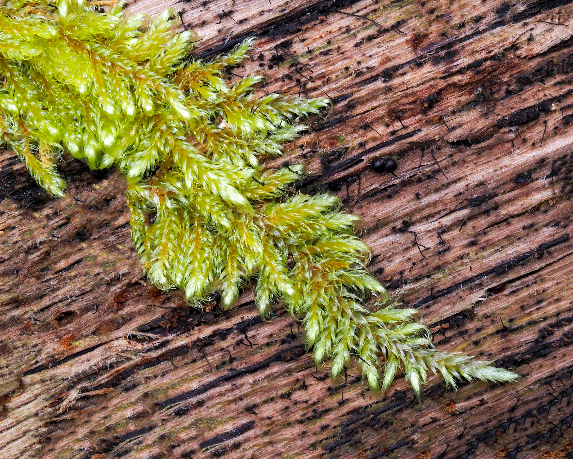 Rhaphidorrhynchium leptophyllum (Mitt.) Broth. (Sematophyllaceae). On large rotten log in Valdivian temperate forest, Vodudahue, Los Lagos, Chile. Alt: 10m. Lat: -42.4813, Lon: -72.3886. 13 January 2024.