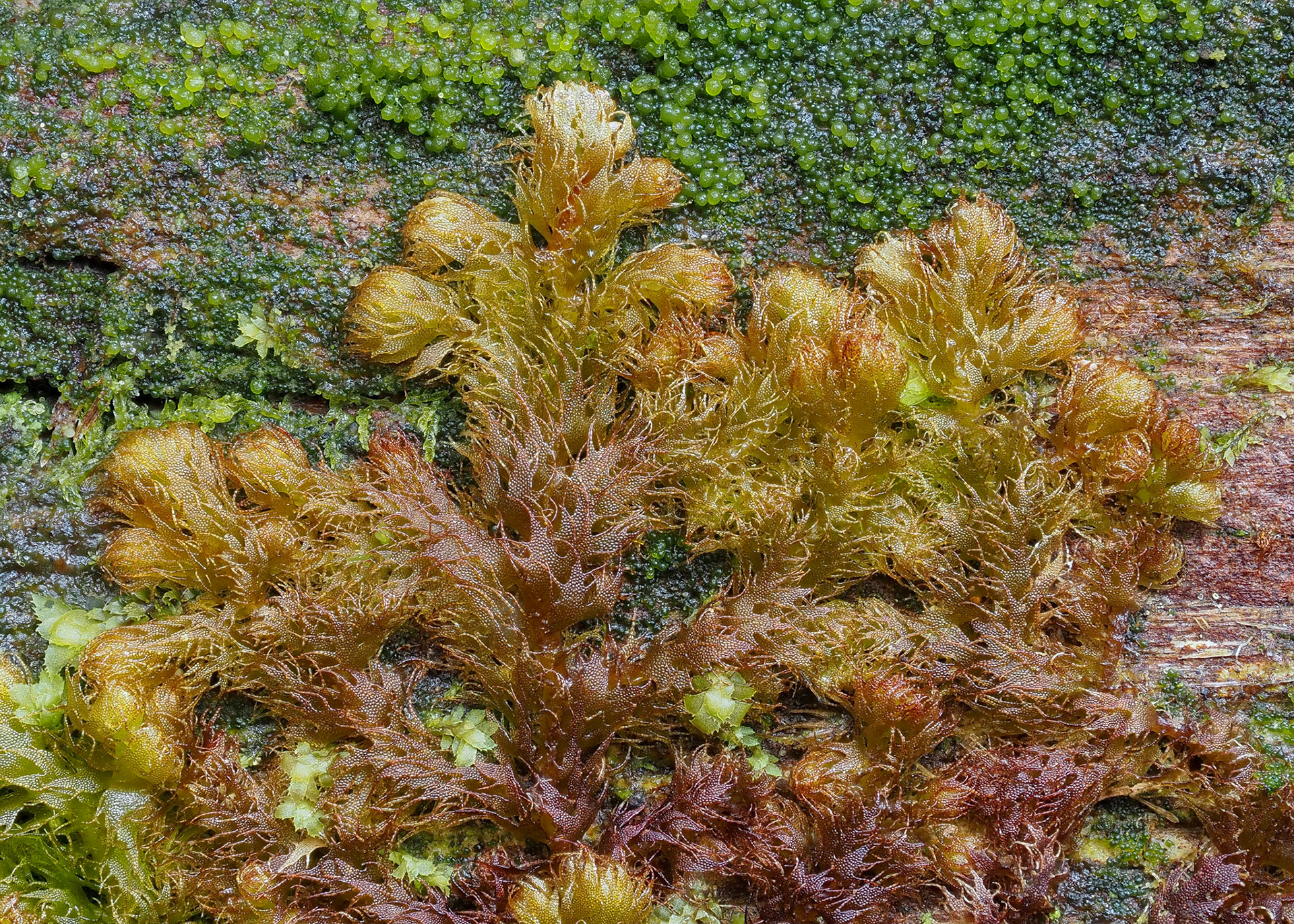 Ptilidium californicum (Ptilidiaceae), on large rotten conifer trunk in temperate conifer forest, Cypress Falls Park, British Columbia, Canada. 49.3569°N, 123.2373°W. 280m. 23 May 2023.