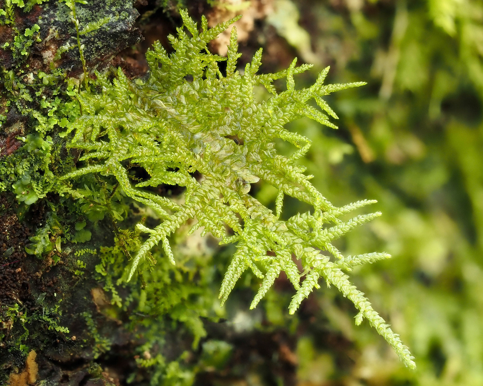 Deslooveria usagara (Orthostichellaceae), on tree trunk in montane tropical cloud forest (1450 m), Matarum Biological Reserve, La Réunion. 23 April 2022.