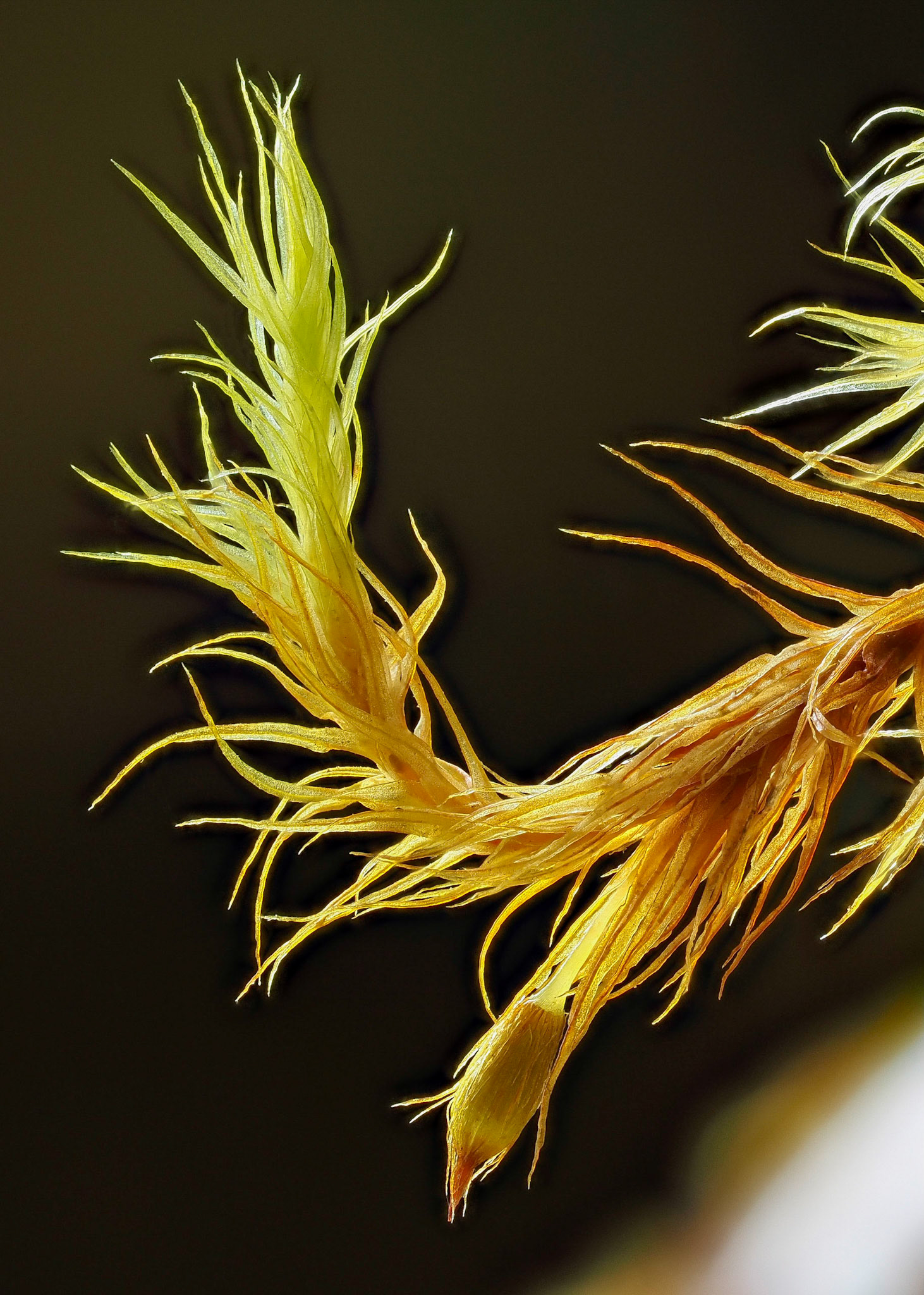 Pulvigera pringlei (Orthotrichaceae), on branch of Alnus rubra at edge of temperate coniferous forest, near Moresby Camp, Haida Gwaii, British Columbia, Canada. 53.0485°N, 132.0306°W. 10m. 28 May 2023.