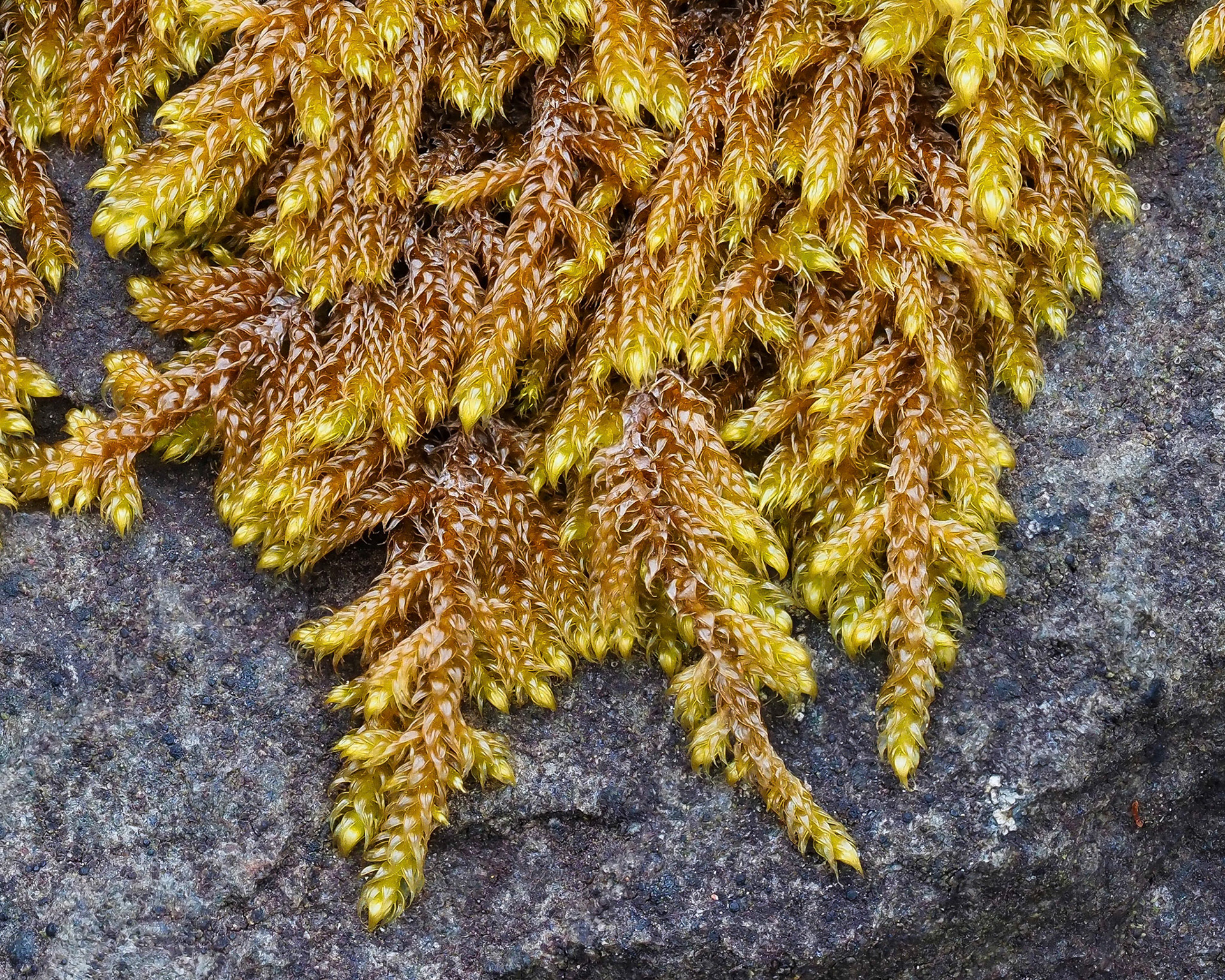 Roaldia revoluta (Hypnaceae) on boulder in glacial moraine, Skaftafell, Iceland