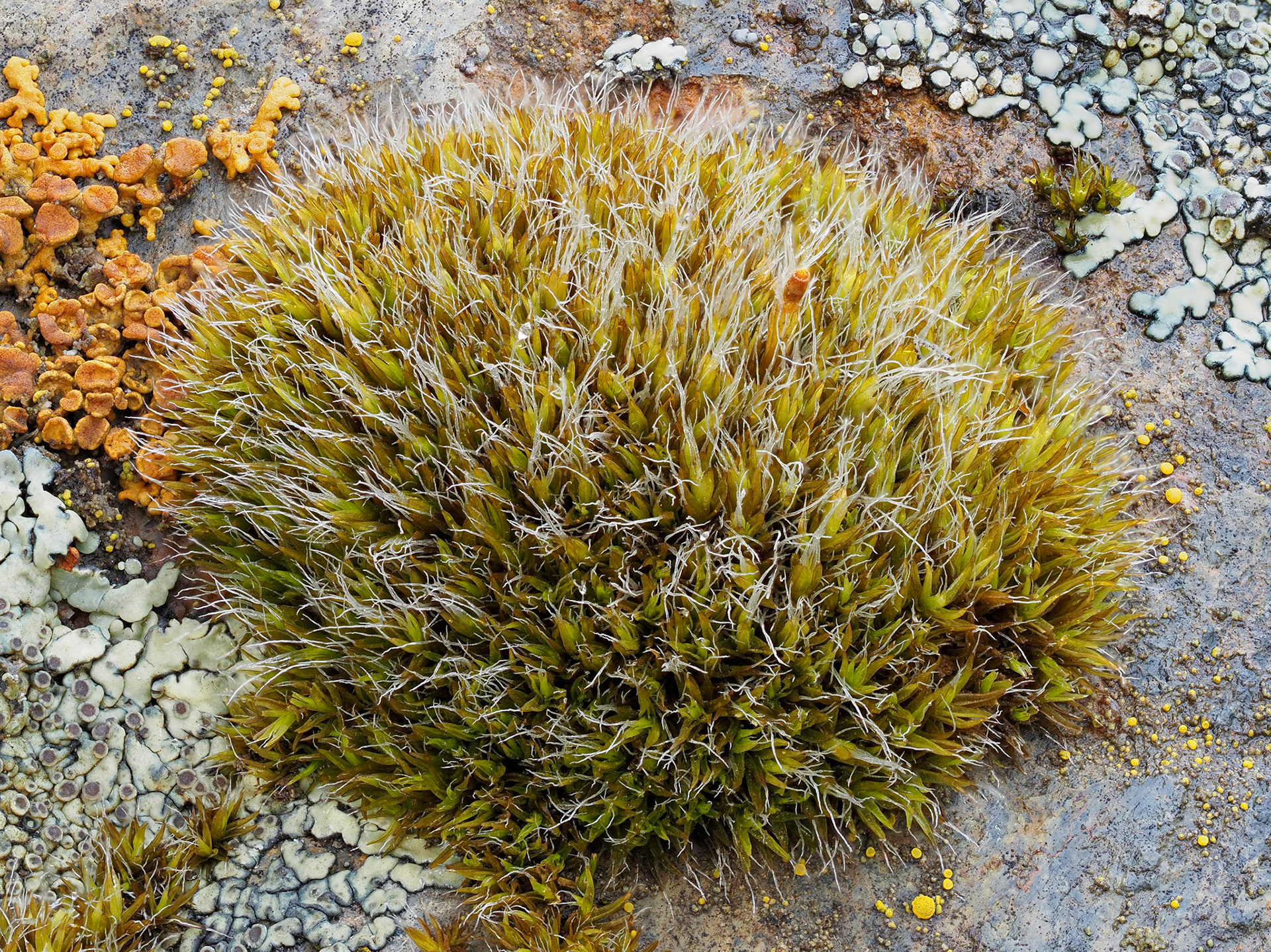 Coscinodon calyptratus (Grimmiaceae), on erratic volcanic boulder in saline grassland, Lac du Bois Grasslands Protected Area, near Kamloops, British Columbia, Canada. 50.7242°N, 120.4017°W. 540m. 17 May 2023.