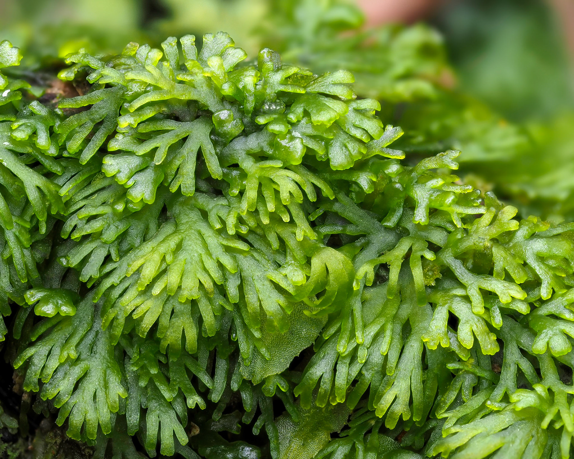 Riccardia tenax (Steph.) A. Evans (Aneuraceae), On ground in Valdivian temperate forest, Vodudahue, Los Lagos, Chile. Alt: 10m. Lat: -42.4814, Lon: -72.3887. 12 January 2024.