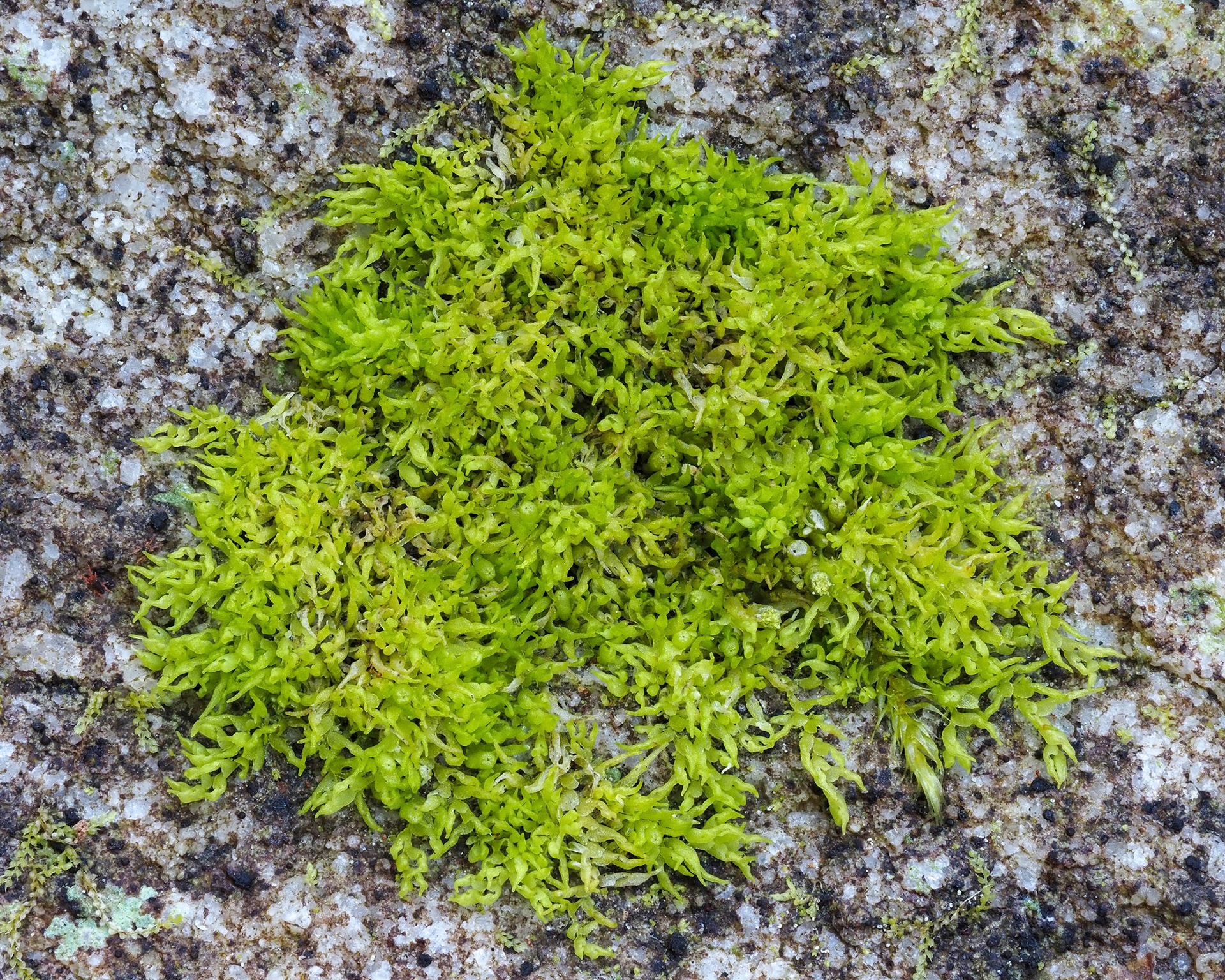Colura tenuicornis (Lejeuneaceae) on boulder in river in southern Afrotemperate forest, Window Gorge, Table Mountain, Western Cape, South Africa. 27 September 2022.