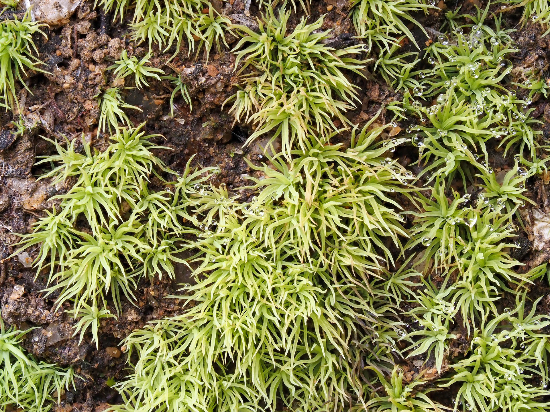 Bartramia hampeana (Bartramiaceae) on soil bank beside footpath in fynbos, Panorama Trail, Jonkershoek Nature Reserve, Western Cape, South Africa. 30 September 2022.