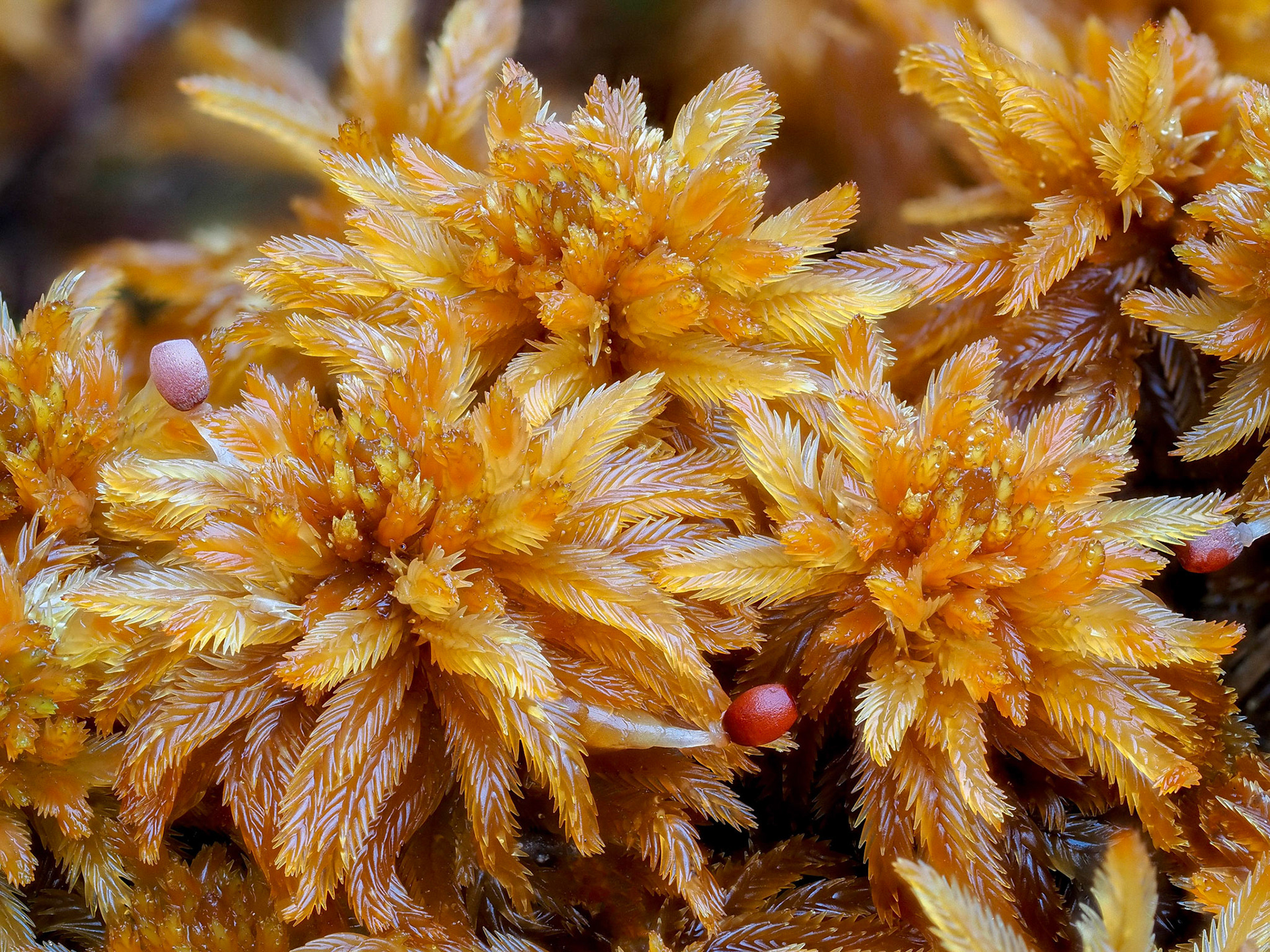 Sphagnum lindbergii (Sphagnaceae), at edge of pool in ombrotrophic mire, White Creek Trail, Nee Kun Protected Area, Haida Gwaii, British Columbia, Canada. 54.0400°N, 131.8805°W. 50m. 25 May 2023.