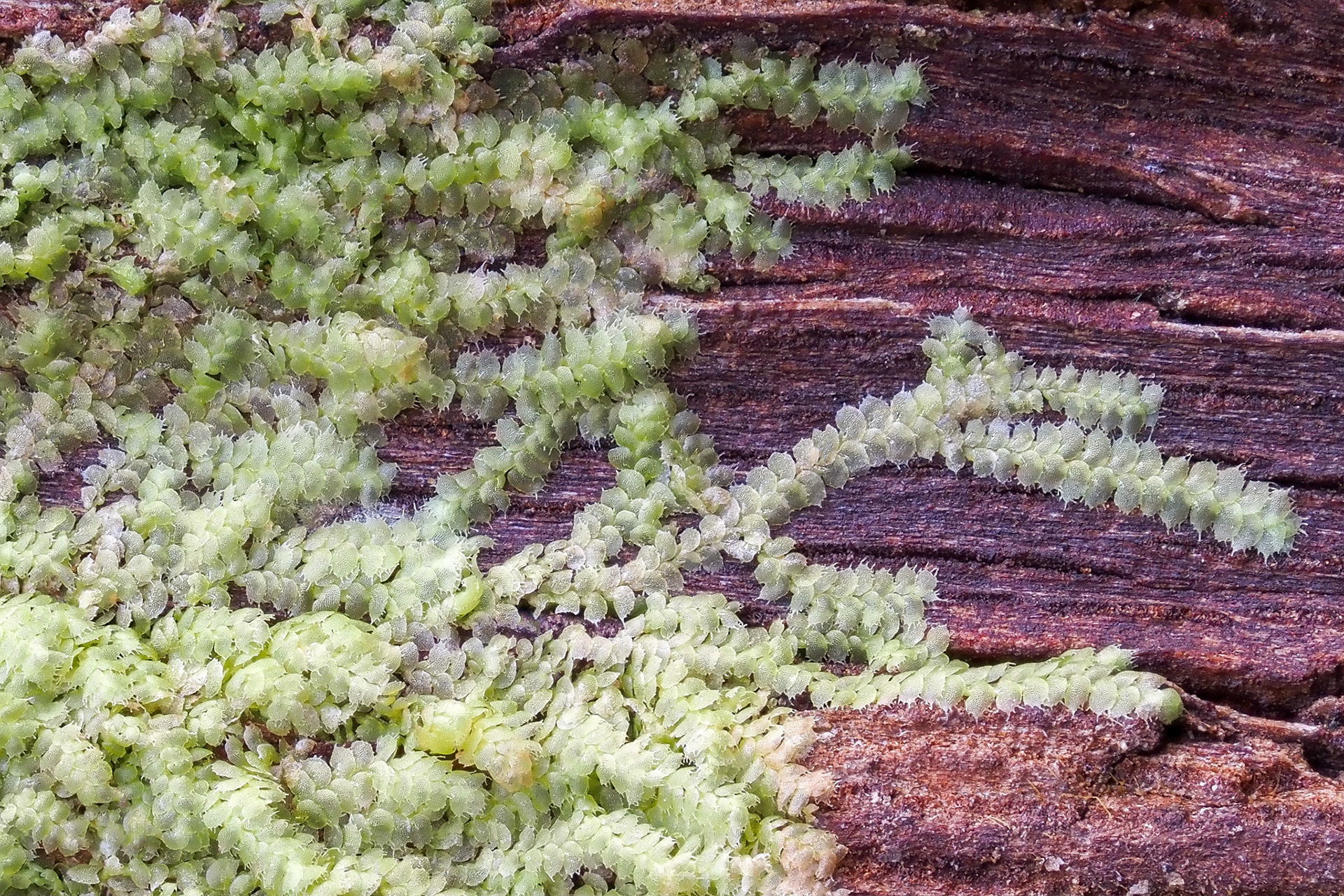 Capillolejeunea mascarena (Lejeuneaceae), on root buttress of tree (Ocotea obtusata) in lowland tropical forest (210 m), Forêt de Mare Longue, La Réunion. 29 April 2022.