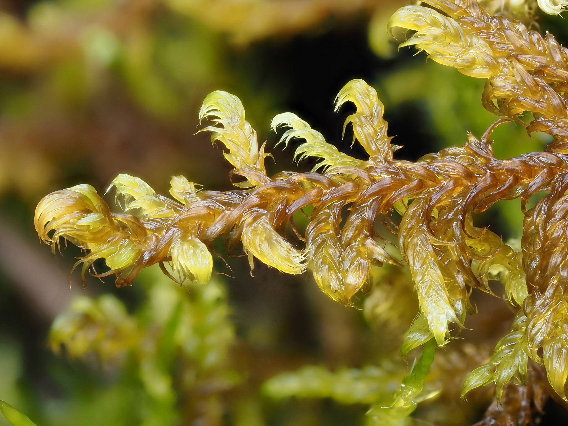 Drepanocladus sendtneri (Amblystegiaceae), in dune slack, Margam Sidings, Glamorganshire, Wales. 29 May 2024.