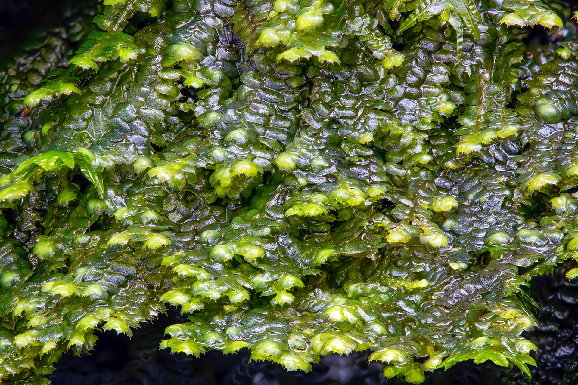 Jubula hutchinsiae (Jubulaceae), on rock in cascade of stream in temperate deciduous forest, Ceunant LLennyrch, Merionethshire, Wales, UK. 6 March 2015.