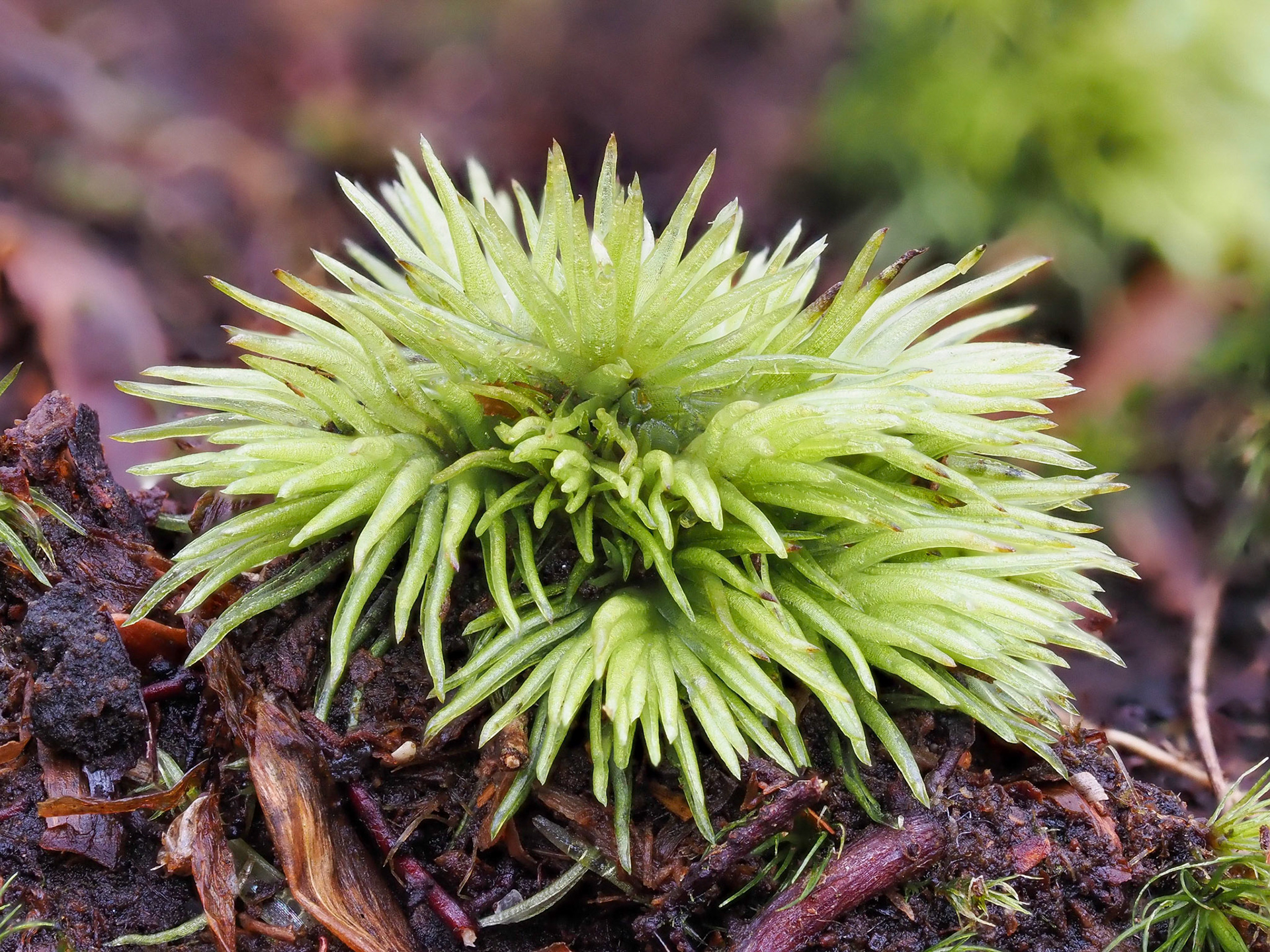 Leucobryum albidum (Leucobryaceae), on earth bank in beech (Fagus sylvatica) woodland, Epping Forest, Essex, England. 20 January 2022.