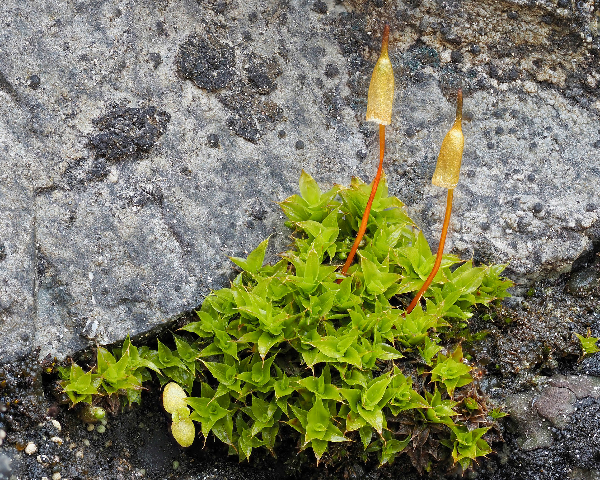 Encalypa alpina (Encalyptaceae), on limestone cliff beside small waterfall, Whitehorse Creek, Alberta, Canada. 52.9446°N, 117.2992°W. 1730m. 20 May 2023.