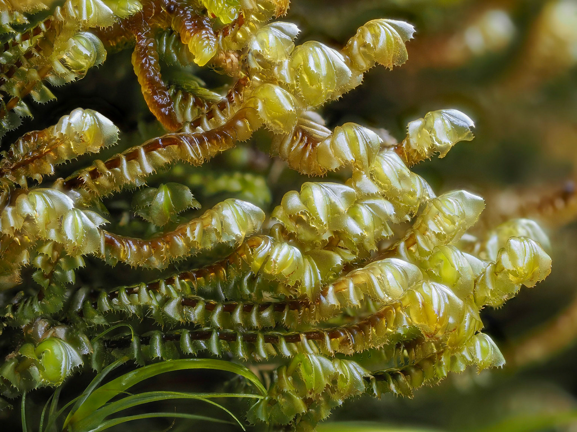 Plagiochila semidecurrens (Plagiochilaceae), on wet rockface in temperate coniferous forest, Dawson Inlet, Haida Gwaii, British Columbia, Canada. 53.2175°N, 132.4899°W. 50m. 27 May 2023.