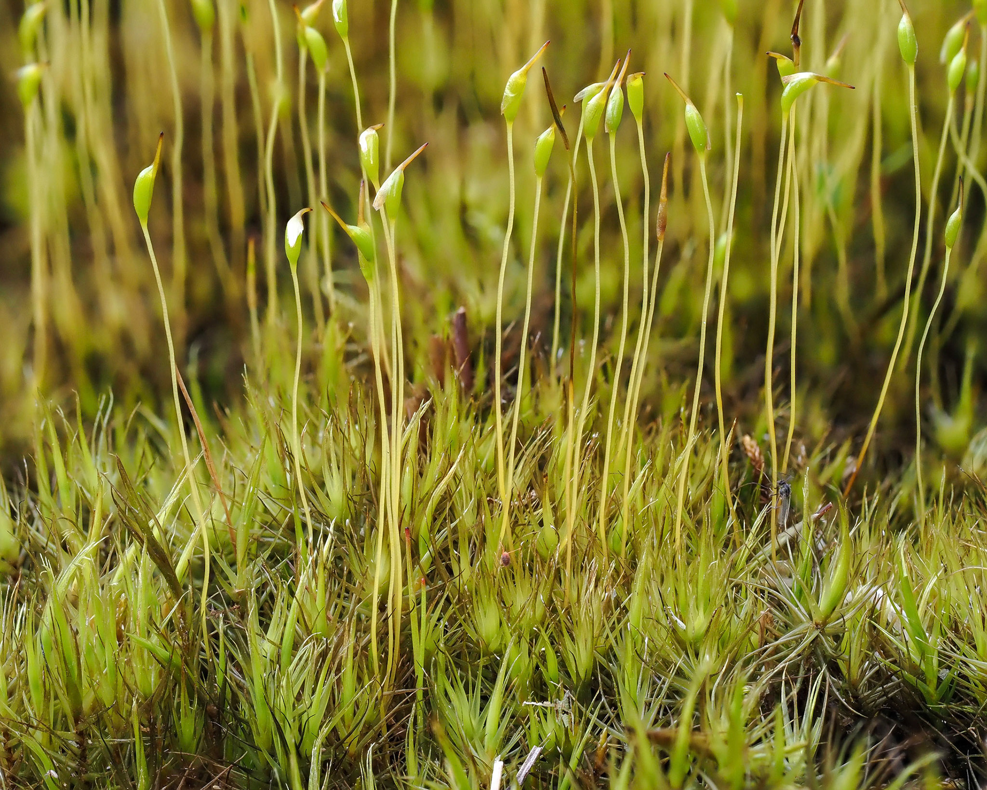 Dicranum angustum (Dicranaceae) in mineral-rich fen, Holtavörðuheiði, Iceland