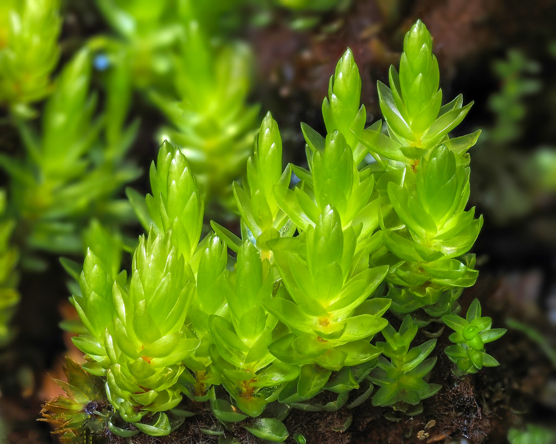 Imbribryum laevigatum (Hook. f. and Wilson) J.R. Spence and H.P. Ramsay (Bryaceae). On flushed rockface beside stream in Valdivian temperate forest, Lago Toro, Parque Nacional Huerquehue, Araucanía, Chile. Alt: 1250m. Lat: -39.1399, Lon: -71.7092. 17 January 2024.
