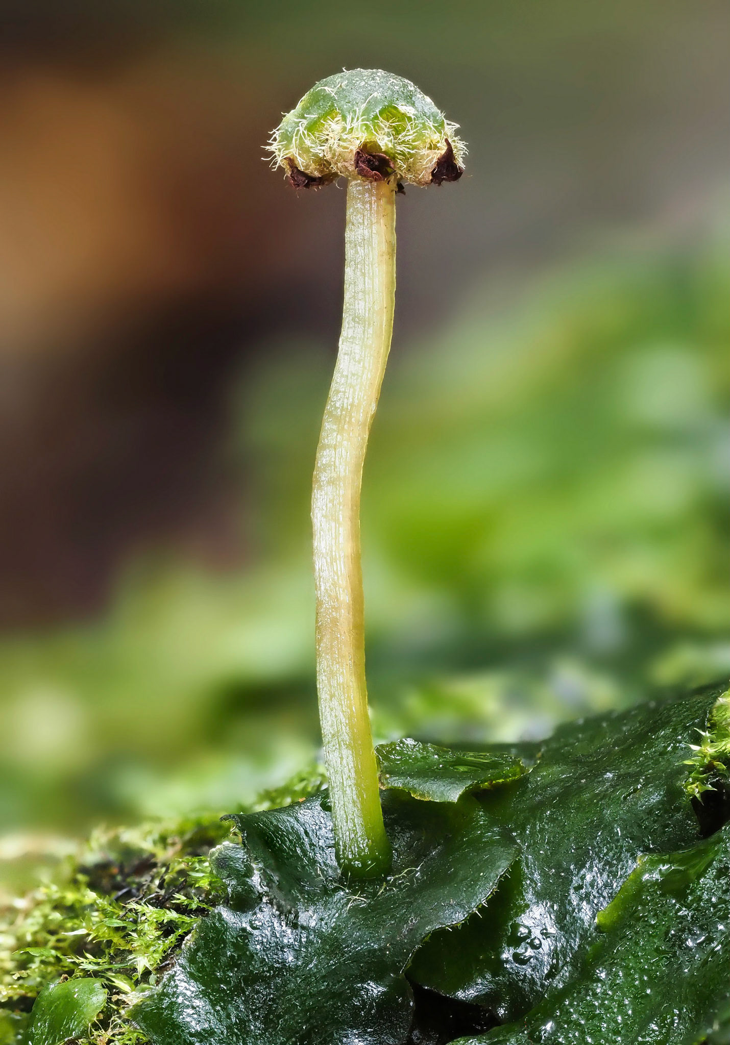 Dumortiera hirsuta (Dumortieraceae) on boulder in stream in subtropical laurel forest, Levada do Rei, Madeira. Note sporangia have ruptured and are releasing spores.