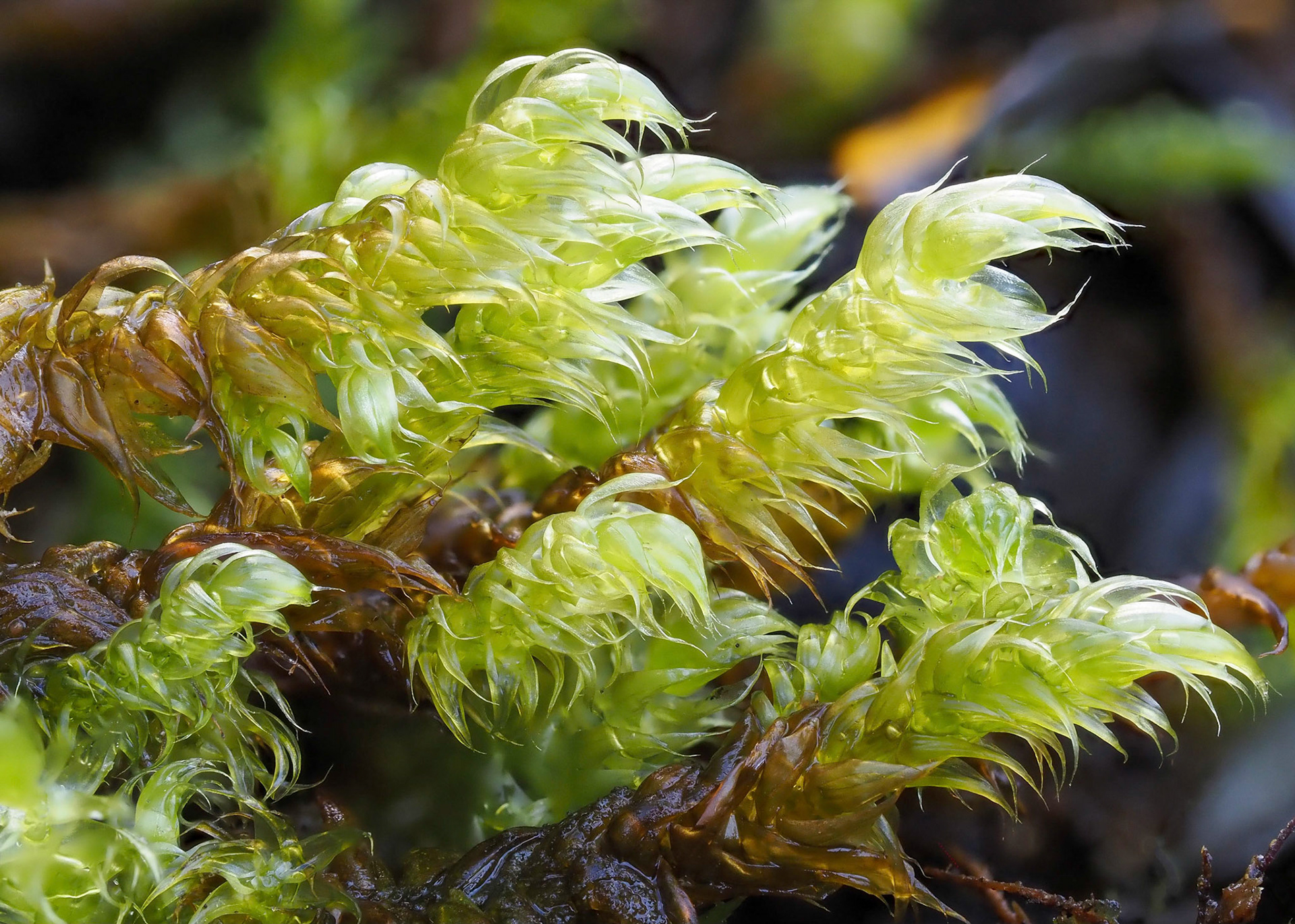 Drepanocladus lycopodioides (Amblystegiaceae), in dune slack, Newborough Warren, Anglesey, Wales. 1 November 2021.