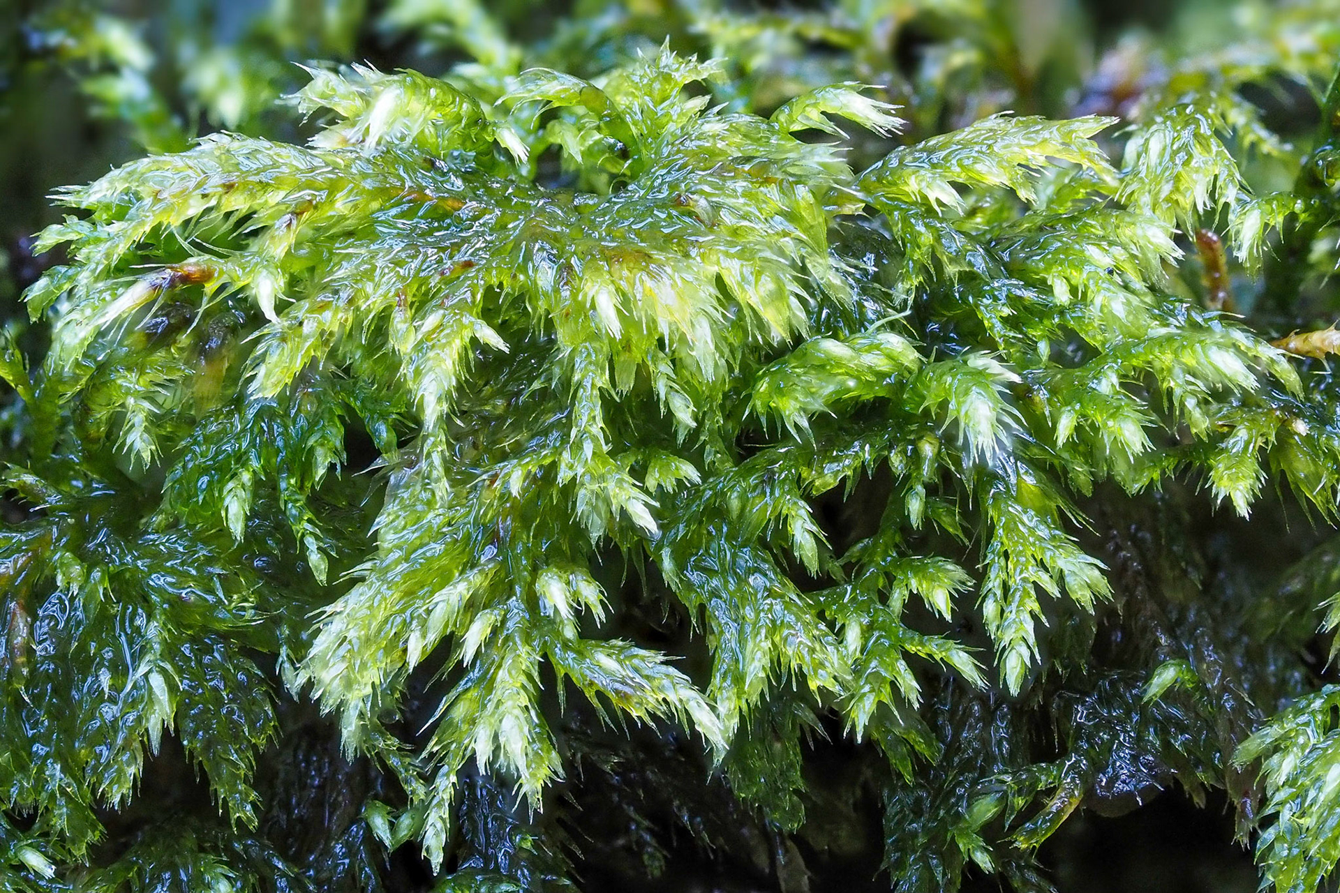Isothecium afromyosuroides (Rhynchostegium zeyheri) (Lembophyllaceae) on boulder in river in southern Afrotemperate forest, Window Gorge, Table Mountain, Western Cape, South Africa. 27 September 2022.