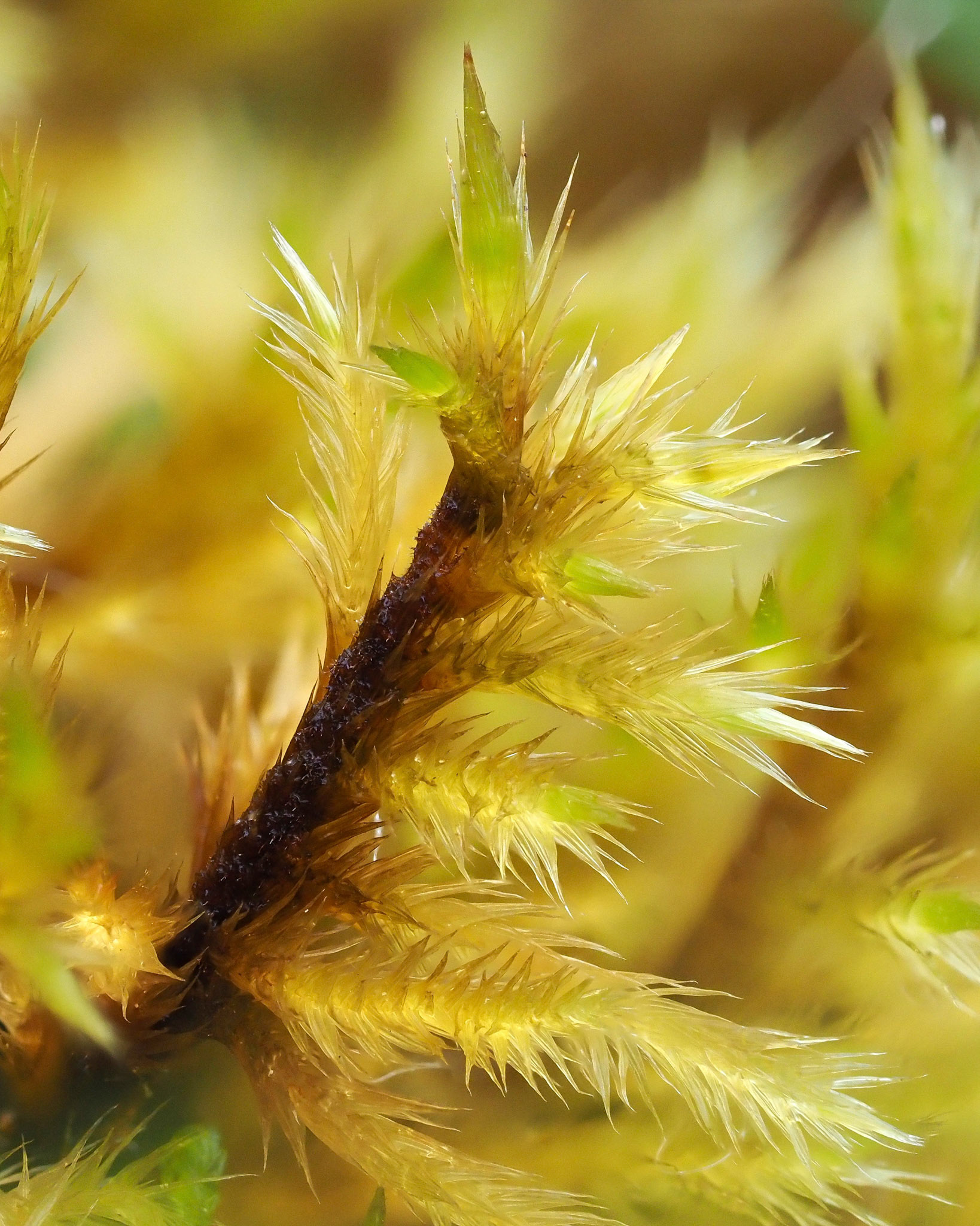 Tomentypnum nitens (Amblystegiaceae), in base-rich flush in moorland, Gors Dopiog, Denbighshire, Wales. 28 July 2022.