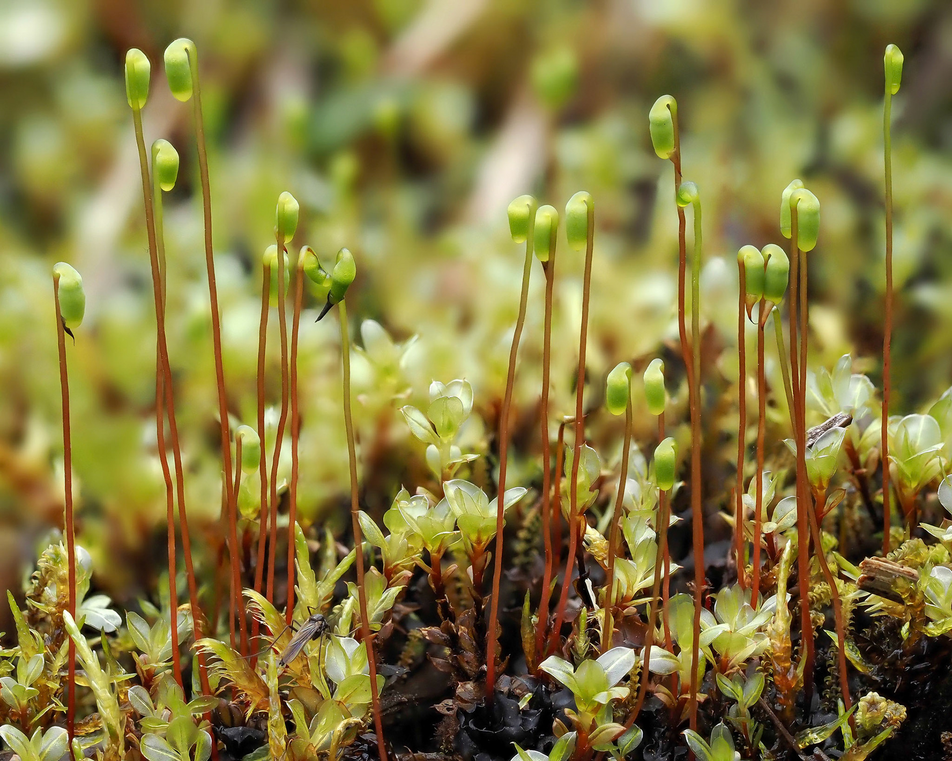 Cinclidium stygium (Mniaceae) on flushed ground on hillside, near Bakki, Iceland