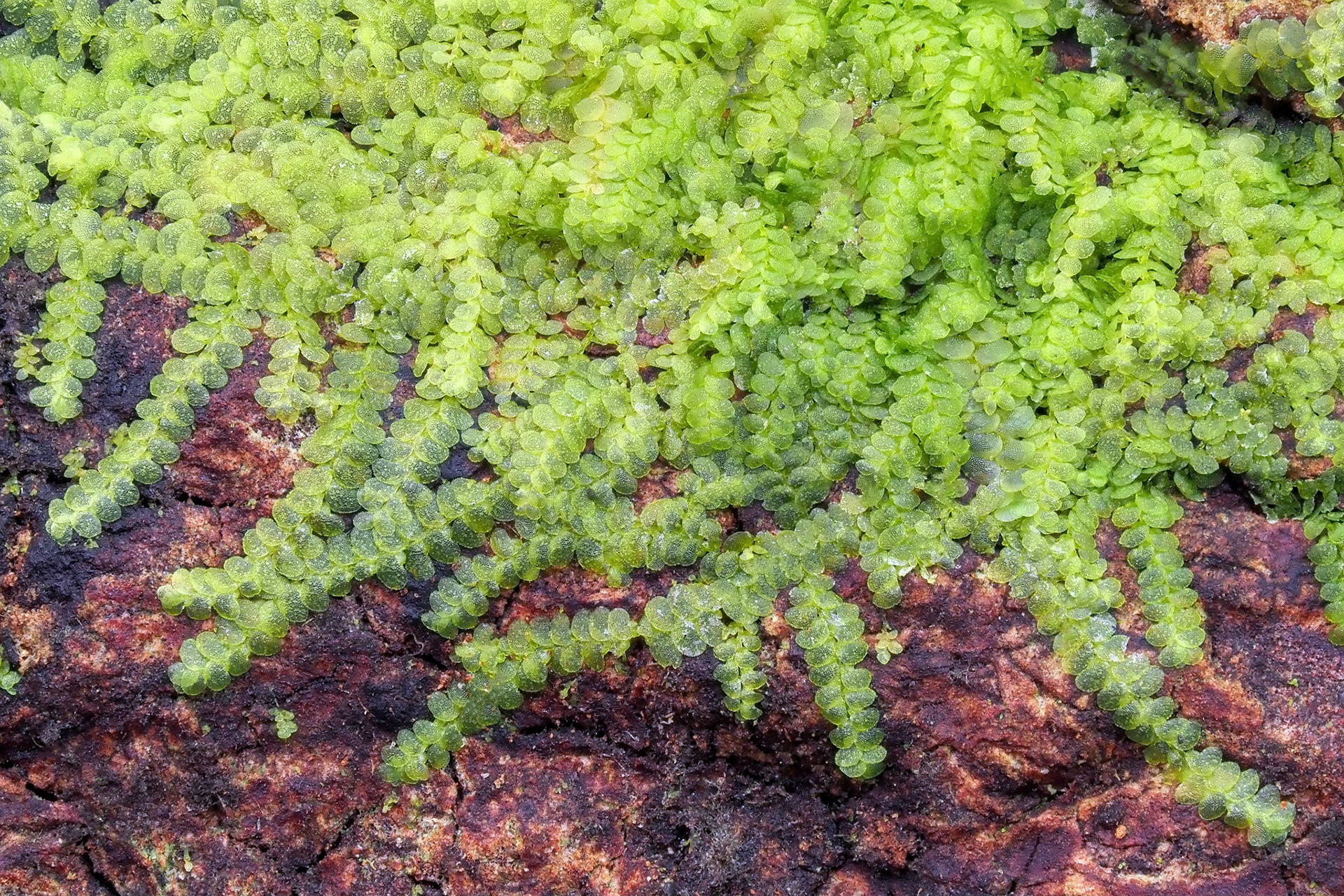 Lepidolejeunea delessertii (Lejeuneaceae), on bark of rotten tree trunk in lowland tropical forest (210 m), Forêt de Mare Longue, La Réunion. 29 April 2022.