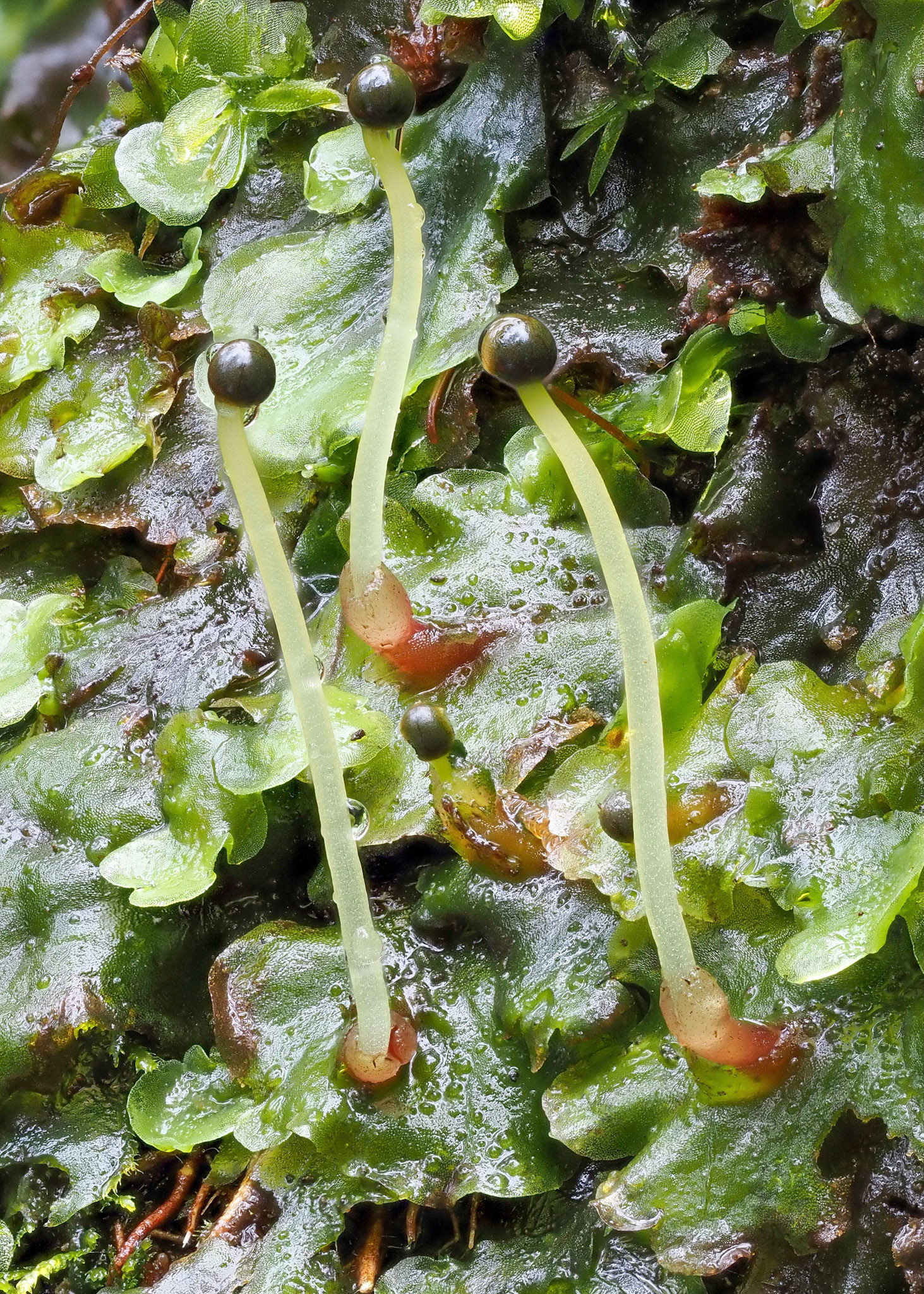 Sporophytes of Pellia epiphylla (Pelliaceae), on stream bank in temperate deciduous woodland, Dhoon Glen, Isle of Man. 12 March 2022.