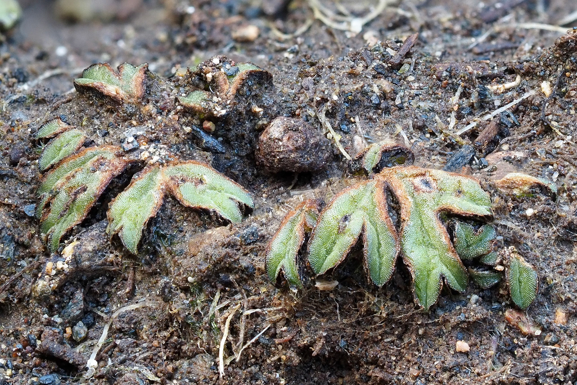 Riccia nigrella (Ricciaceae) on thin soil over serpentine on coastal cliff, Polbream Cove, The Lizard, West Cornwall, England, UK. 2 March 2023.