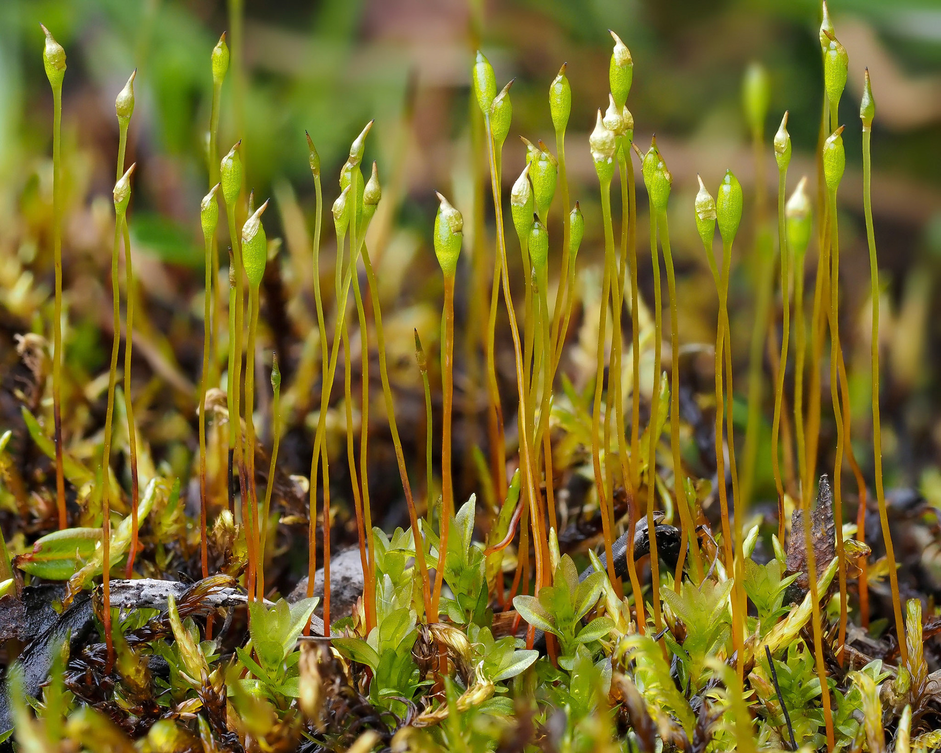 Tayloria lingulata (Splachnaceae) on flushed ground on hillside, near Bakki, Iceland