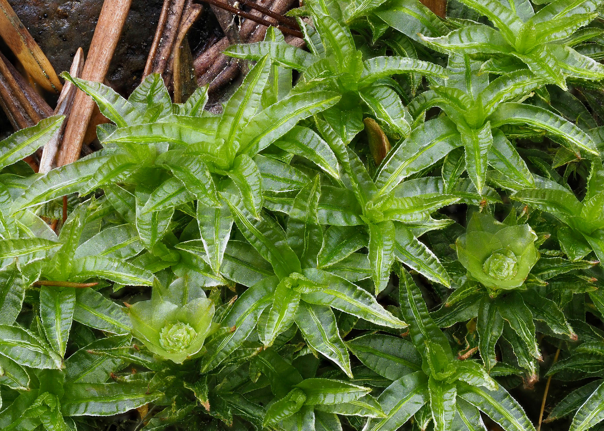 Atrichum selwynii (Polytrichaceae), on soil of upturned tree root-plate in coniferous forest, Overlander Falls, British Columbia, Canada. 53.0286°N, 119.2058°W. 840m. 21 May 2023.