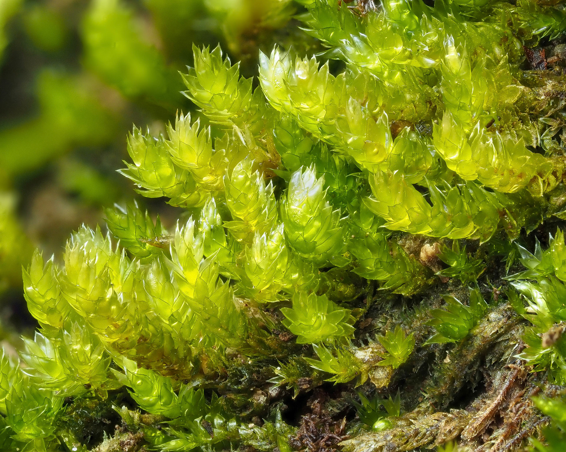 Brittonodoxa subpinnata (Sematophyllaceae), on boulder in lowland tropical forest (640 m), Piton Montvert, La Réunion. 28 April 2022.